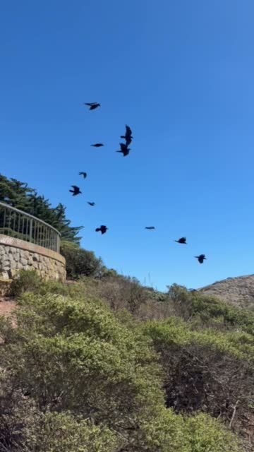 An American Crow looking suspicious in the best way