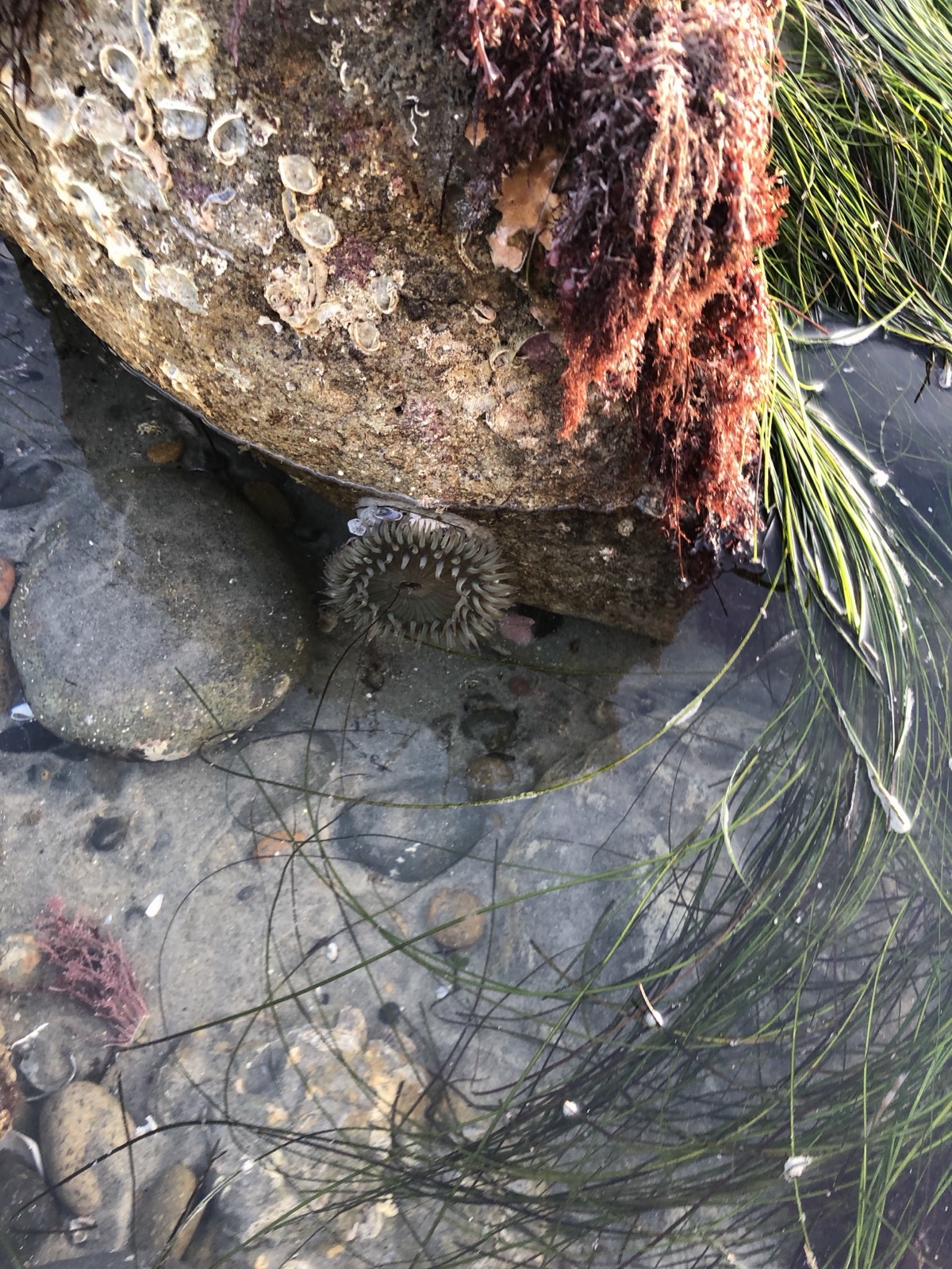 An aggregating anemone clings to the base of a barnacle-crusted rock in a San Diego tidepool, tentacles fanned in a neat ring.