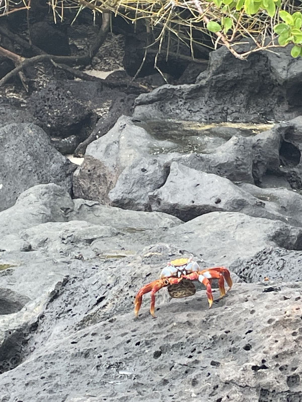Adult Sally Lightfoot Crab in fiery red-orange stands its ground on black volcanic lava rock