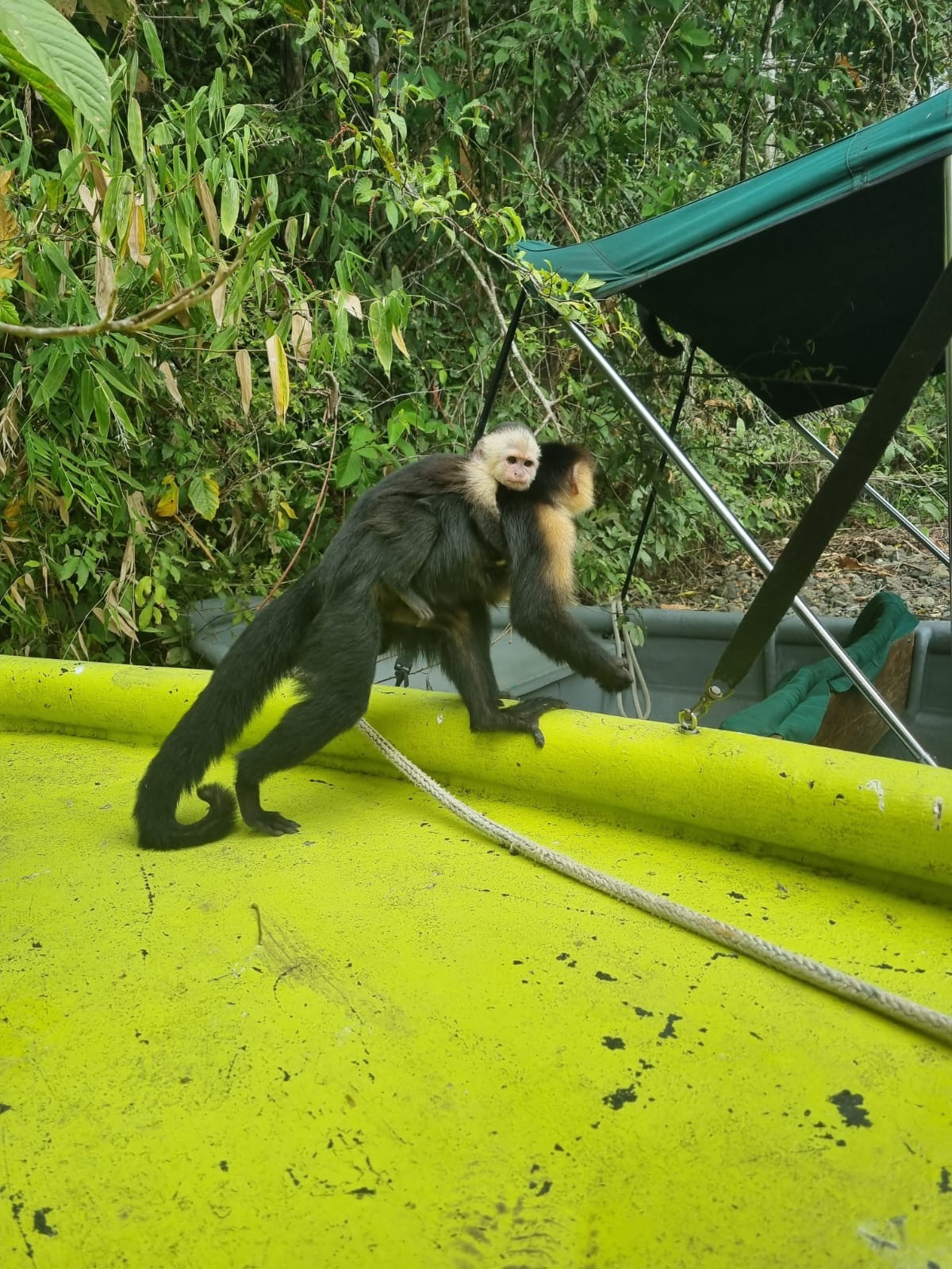 Panamanian white-faced capuchin mother with infant riding on her back, climbing across the hull of a yellow boat
