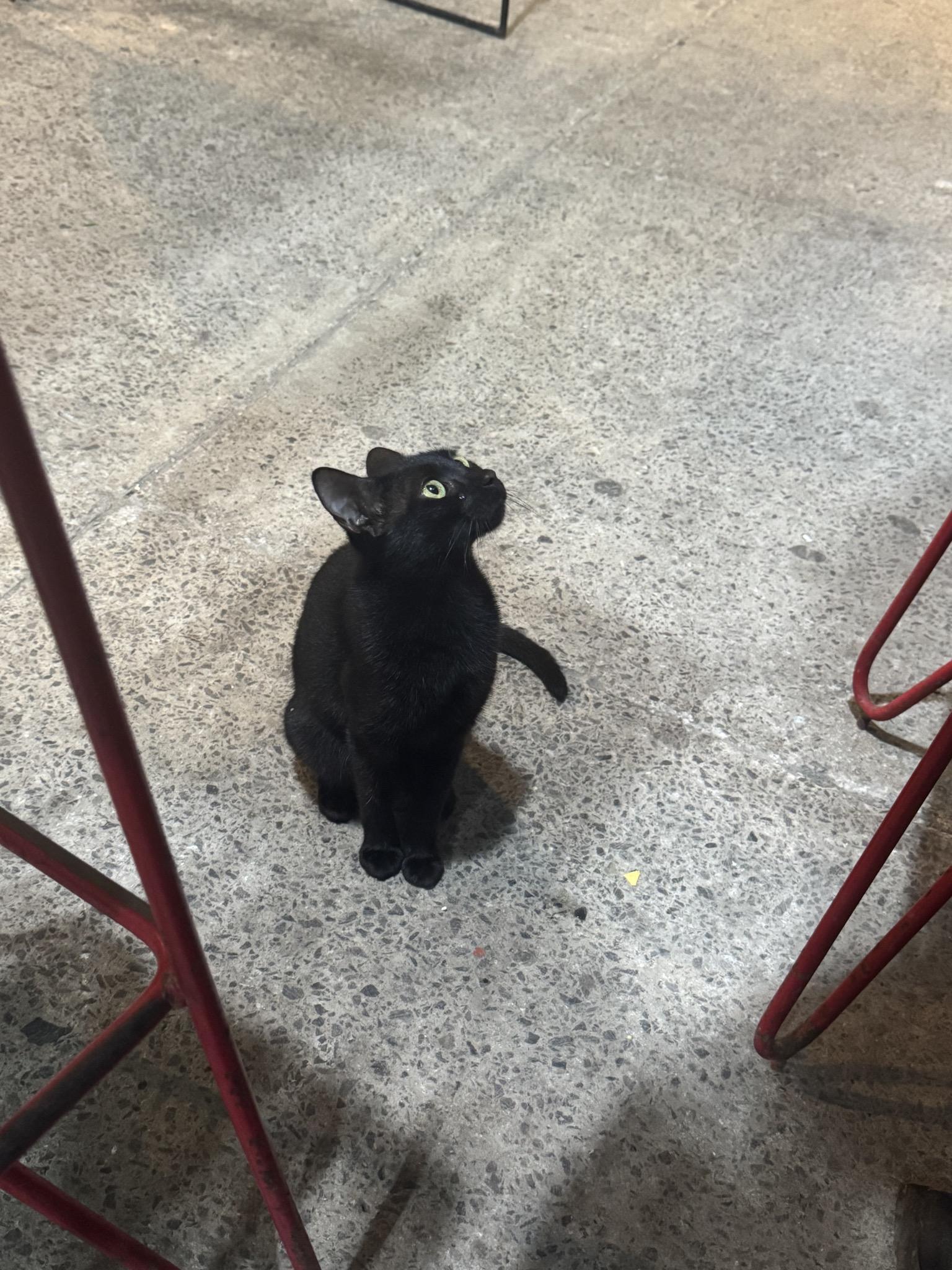Black cat sitting on polished concrete, looking up with bright green eyes between red café chairs