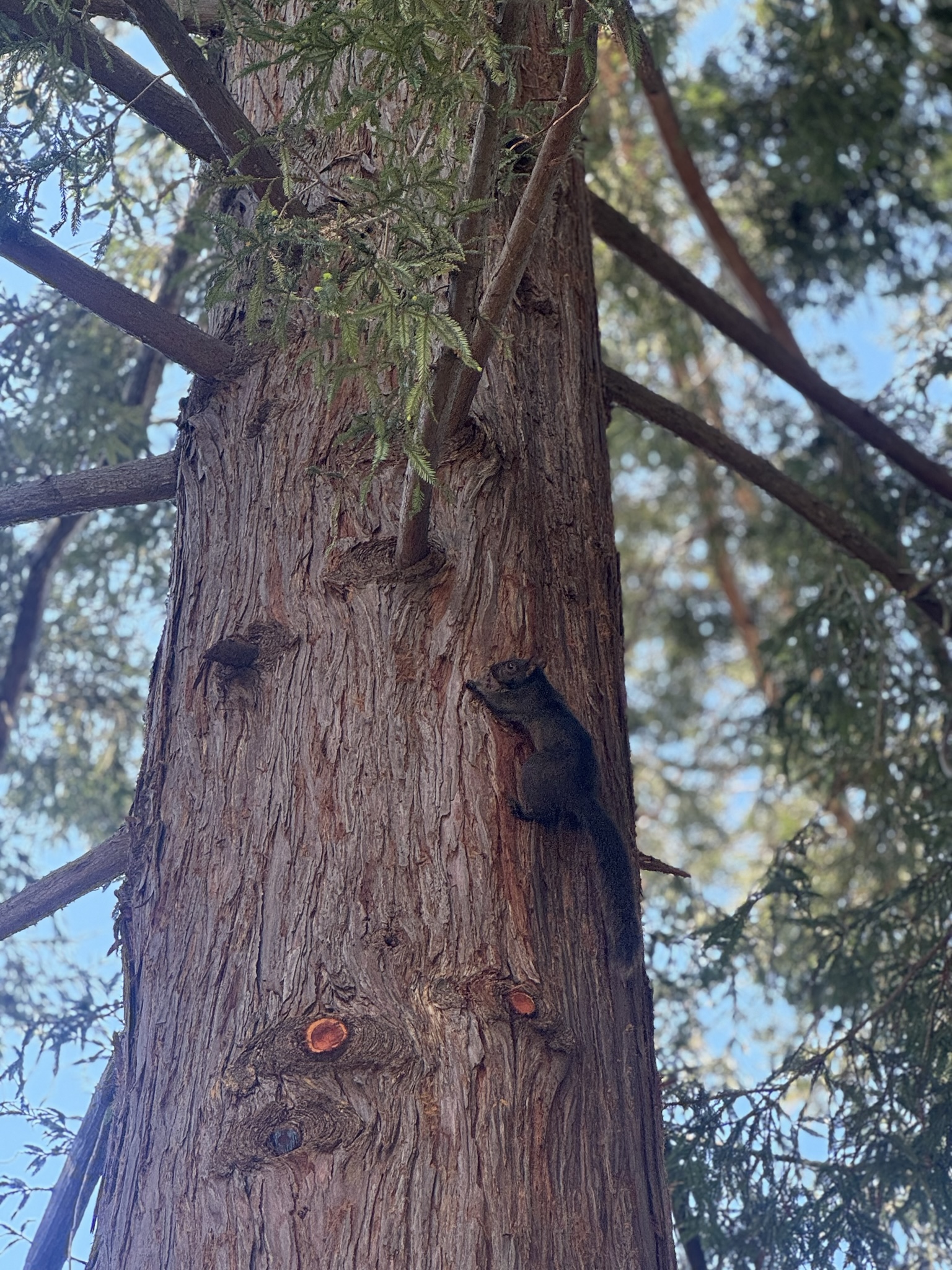 A solidly black Eastern Fox Squirrel clinging to the reddish fibrous trunk of a tall coastal redwood, photographed from below against a blue sky.