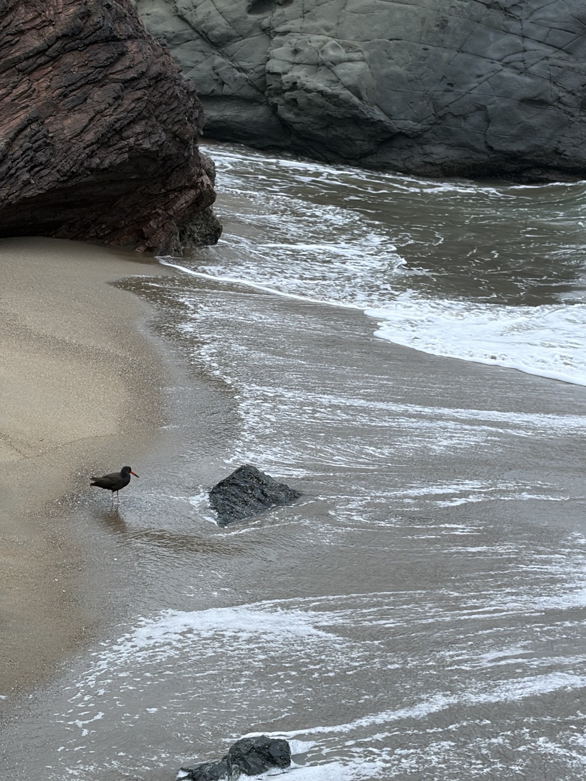 A Black Oystercatcher stands on the rocky shore at China Beach, San Francisco.