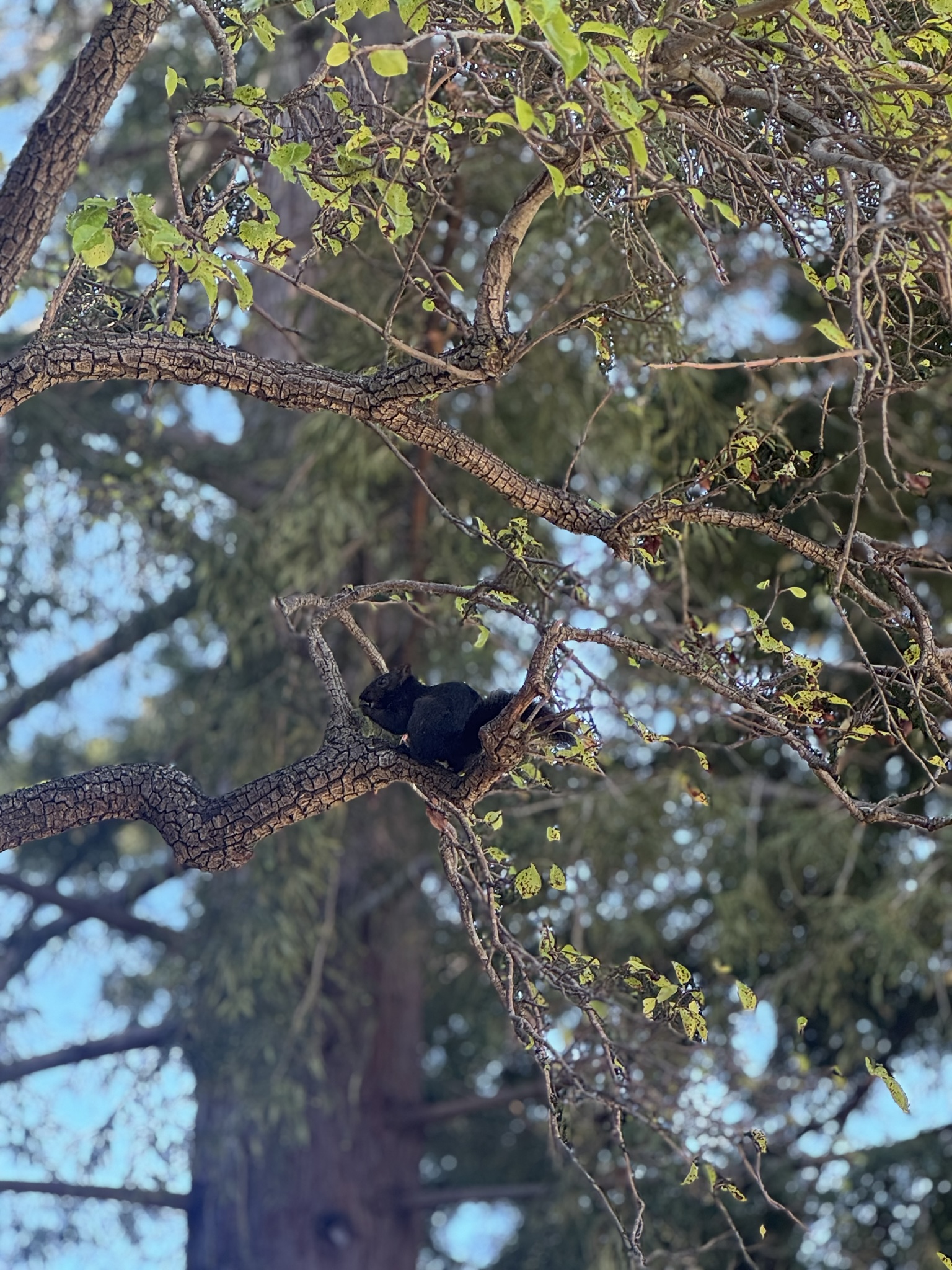 A fully melanistic black squirrel perched on a bare branch high in a large tree against a blue sky