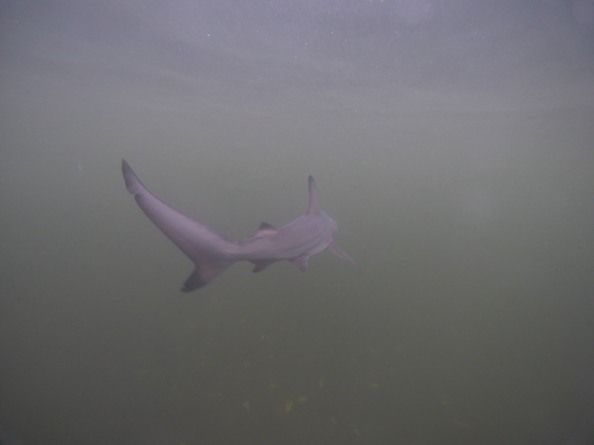 Blacktip reef shark gliding through murky water, dark fin tips visible against the haze