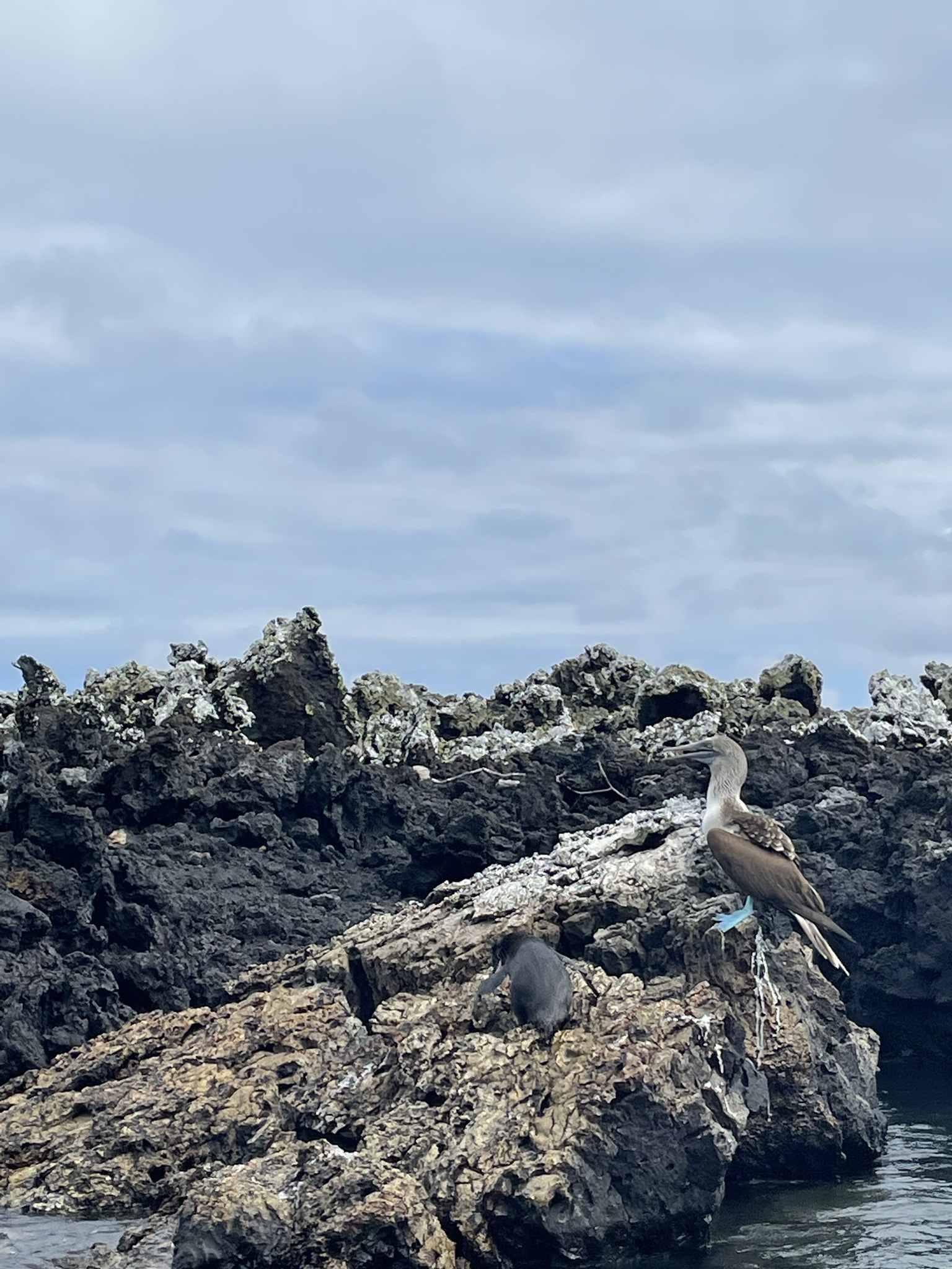 A blue-footed booby perched on volcanic rock above a Galápagos penguin at the water's edge
