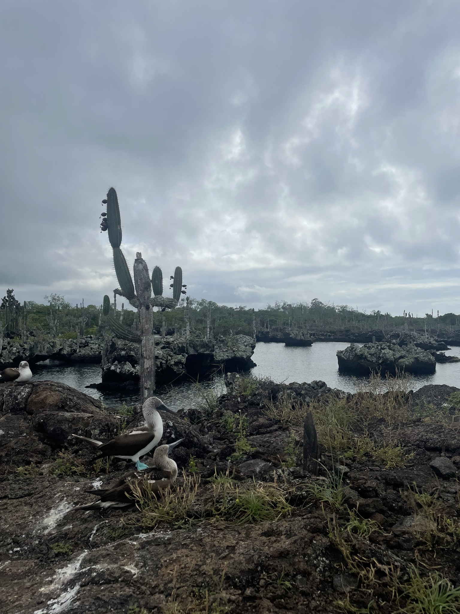 Pair of blue-footed boobies resting on dark volcanic rock at Los Túneles, lava channels and giant cacti behind them under overcast skies
