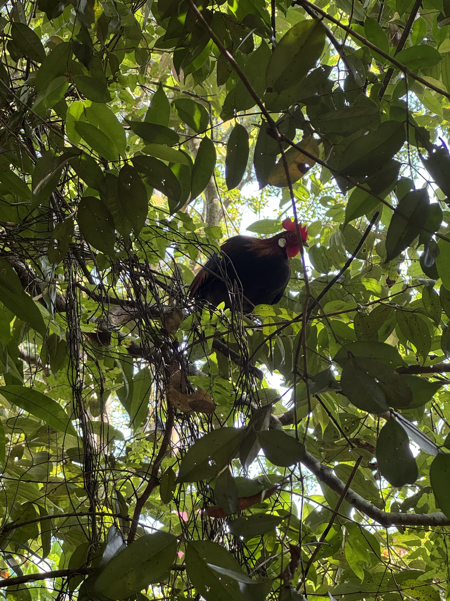 Feral rooster perched high in a tropical tree, red comb poking through dense green canopy