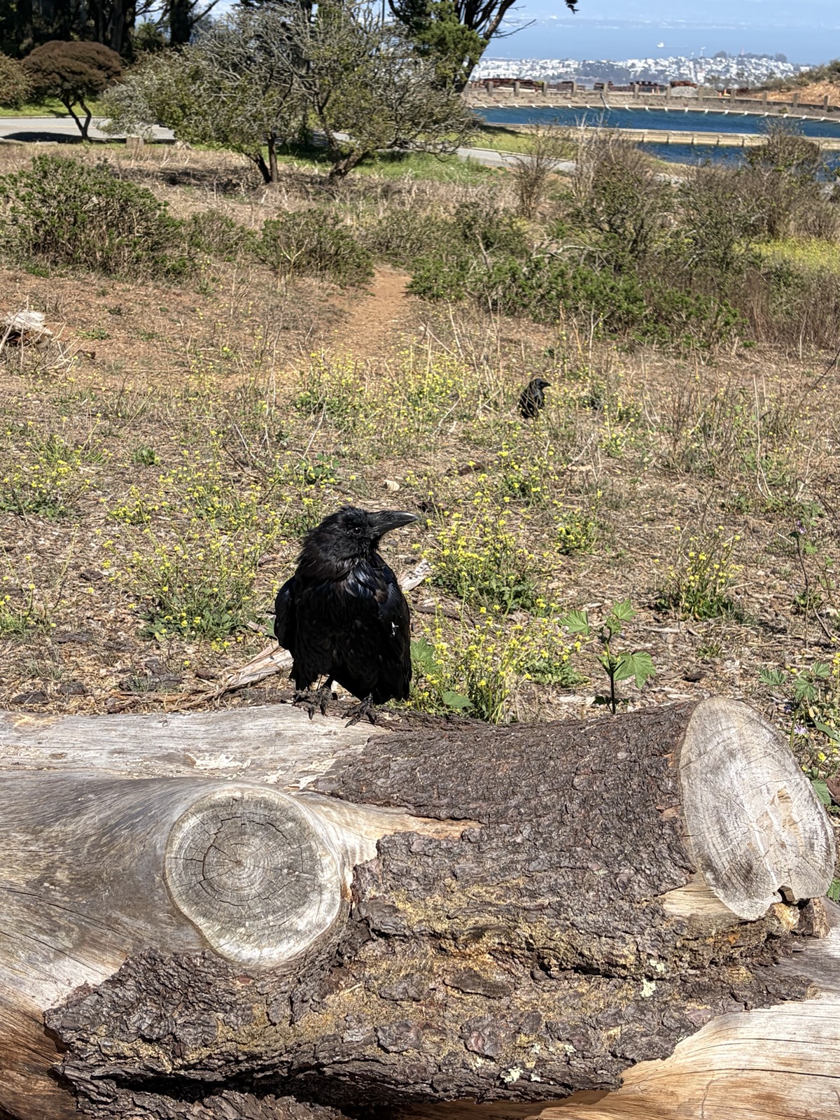 A large black raven perched at Twin Peaks with San Francisco spread out behind it
