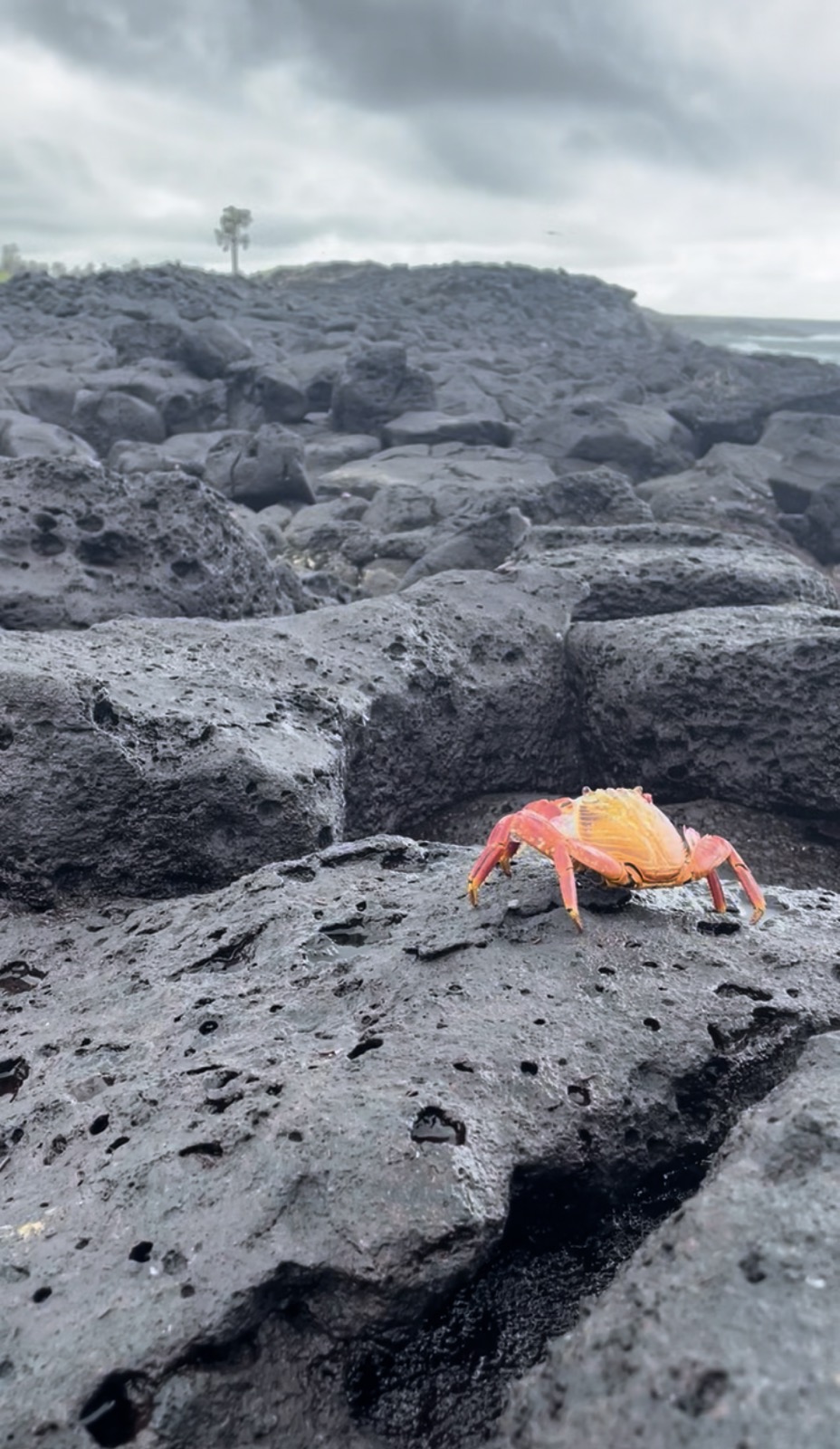 Adult Sally Lightfoot crab blazing red and orange against jet-black Galapagos lava rock under overcast skies.