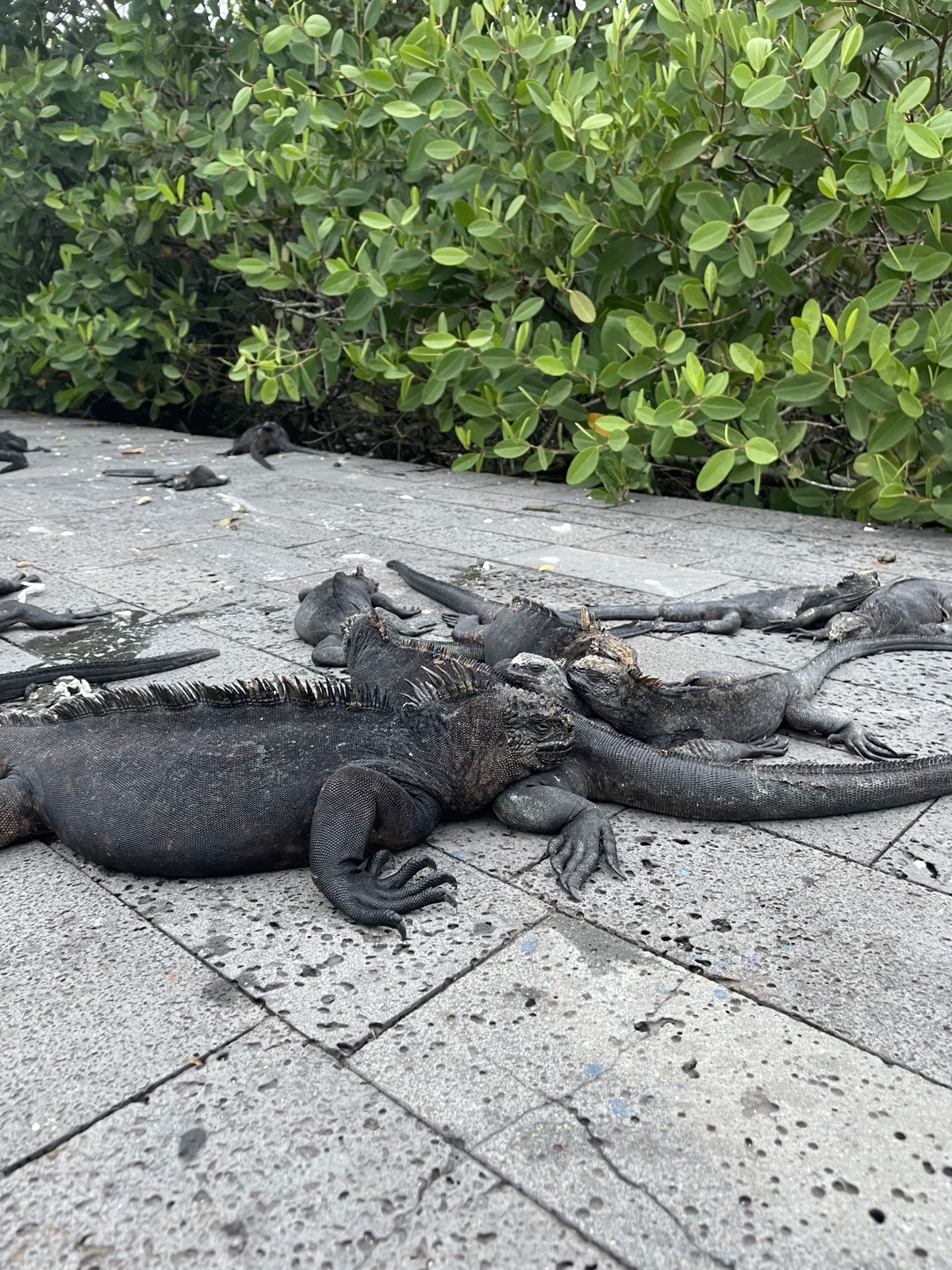 A heap of dark marine iguanas piled on top of each other on a concrete walkway, basking together beside green mangroves