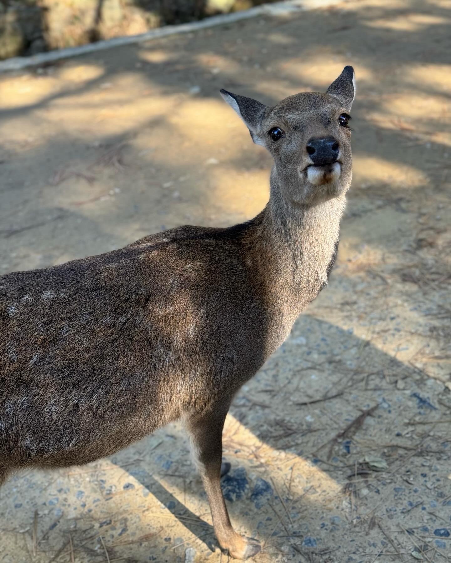 A female sika deer stares straight into the camera on a sun-dappled path in Nara Park, Japan.