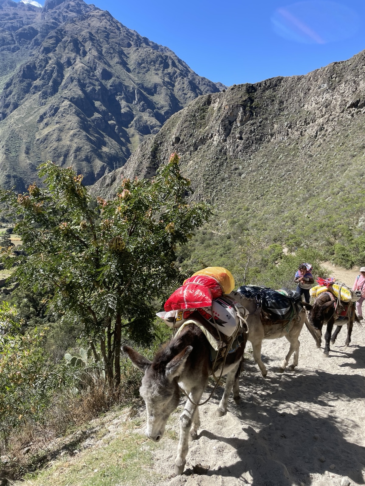 A train of pack donkeys hauls colourful bundles up a dusty switchback on the Inca Trail with steep Andean peaks behind