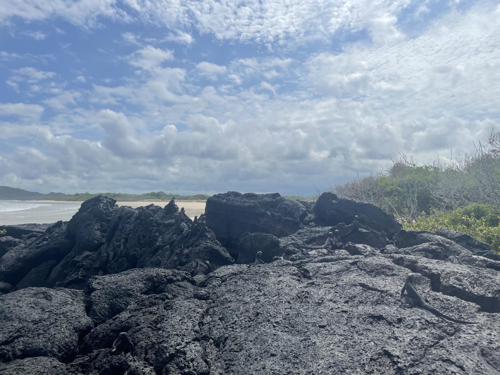 Marine iguanas nearly invisible against black lava rock on an Isabela shoreline under a dramatic sky