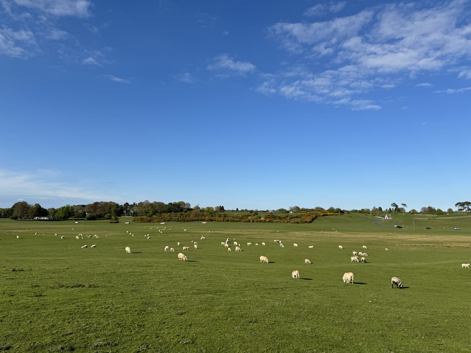 A large flock of white sheep grazing across flat green Irish pasture under a blue sky.
