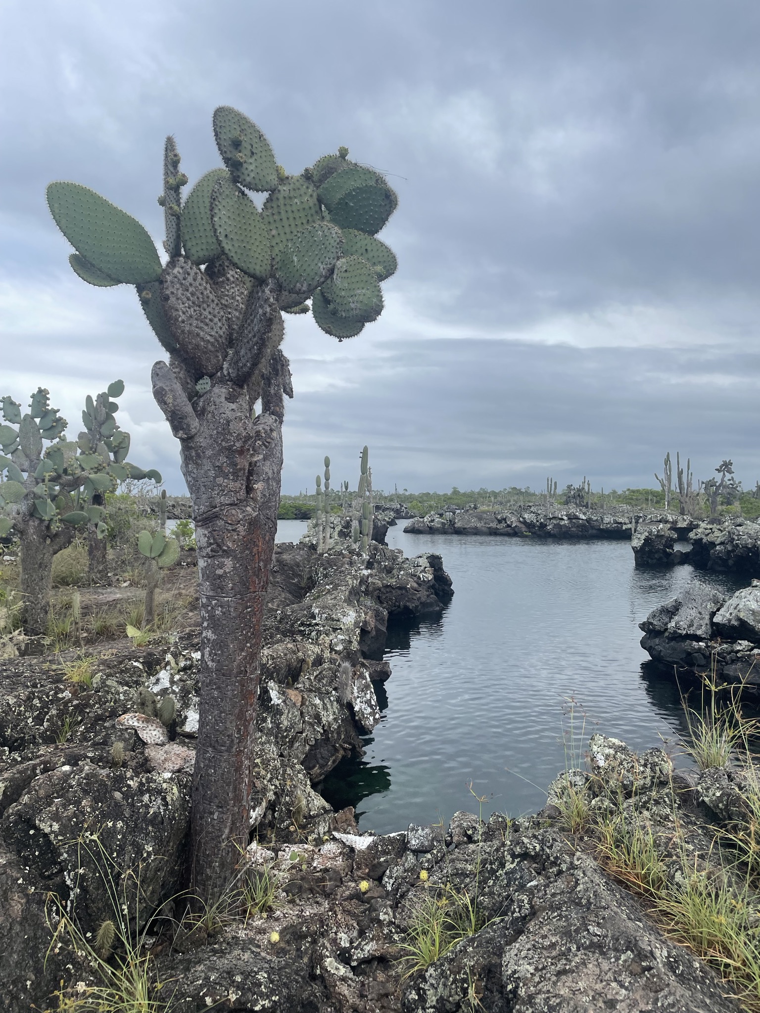 Tall Galápagos prickly pear cactus with a thick woody trunk rising from black lava rock beside a tidal lagoon, more cacti dotting the volcanic landscape under overcast skies