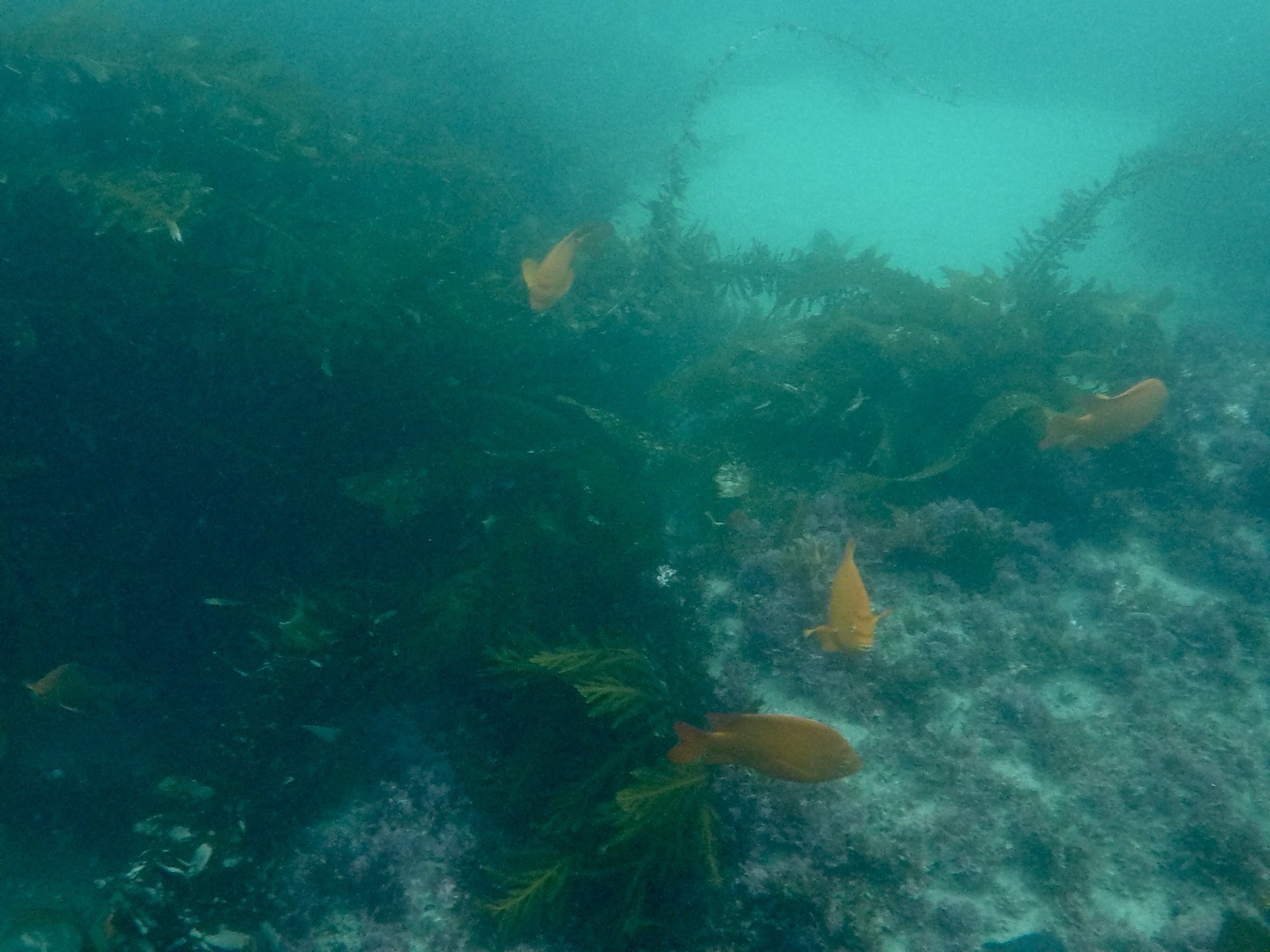 Bright orange Garibaldi drift through a kelp-covered reef in green coastal water.