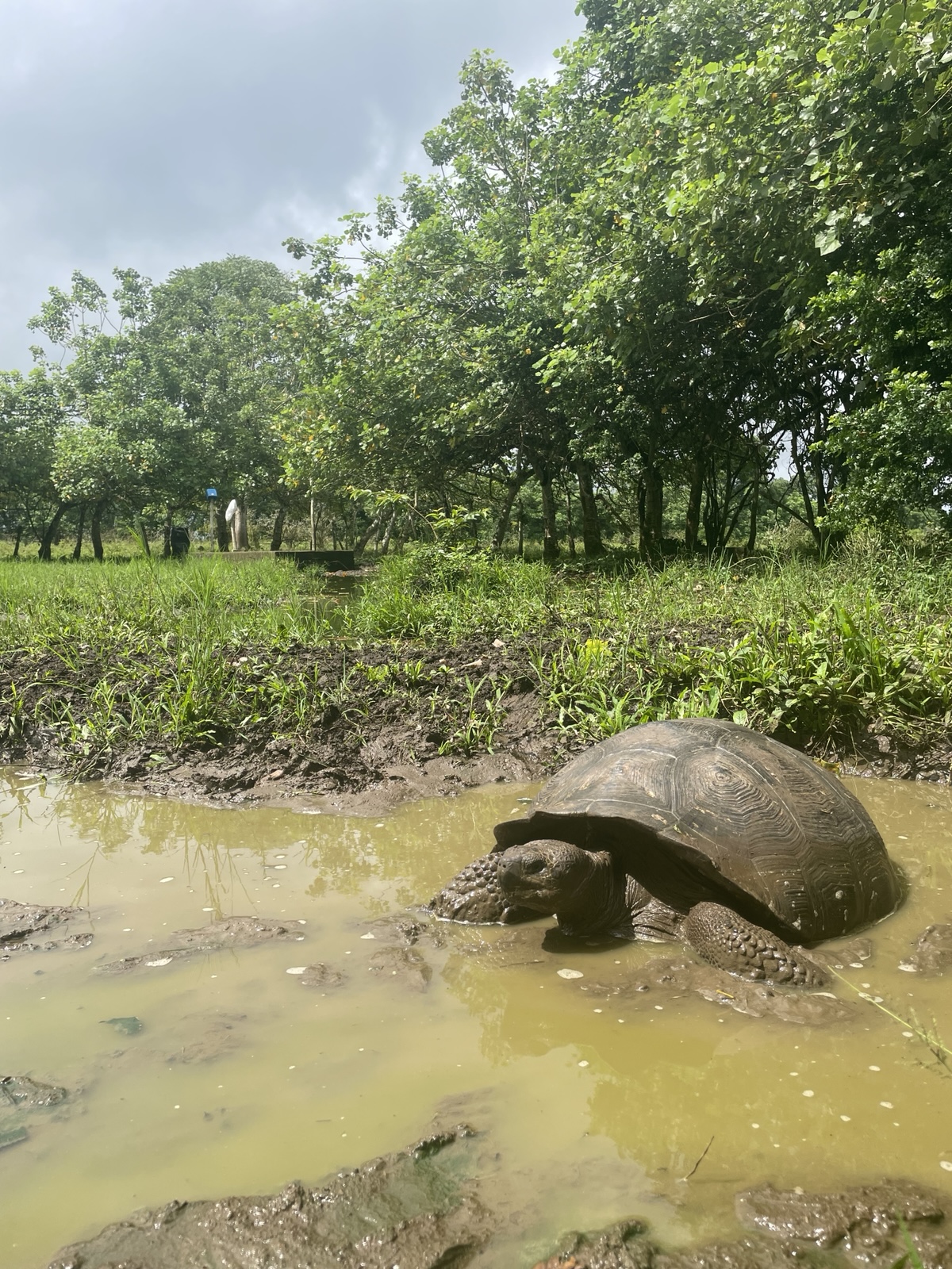 An adult Galápagos giant tortoise soaks chin-deep in a muddy highland wallow surrounded by lush green trees