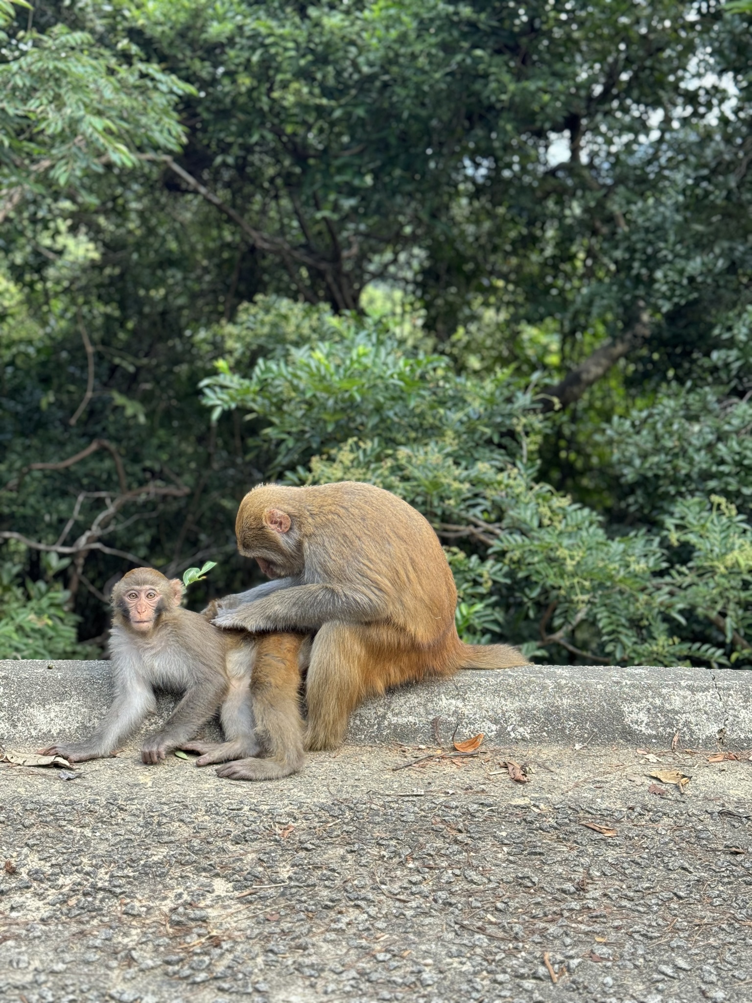 An adult rhesus macaque carefully grooms a young juvenile on a concrete ledge at Kam Shan, Hong Kong, backed by dense tropical greenery.