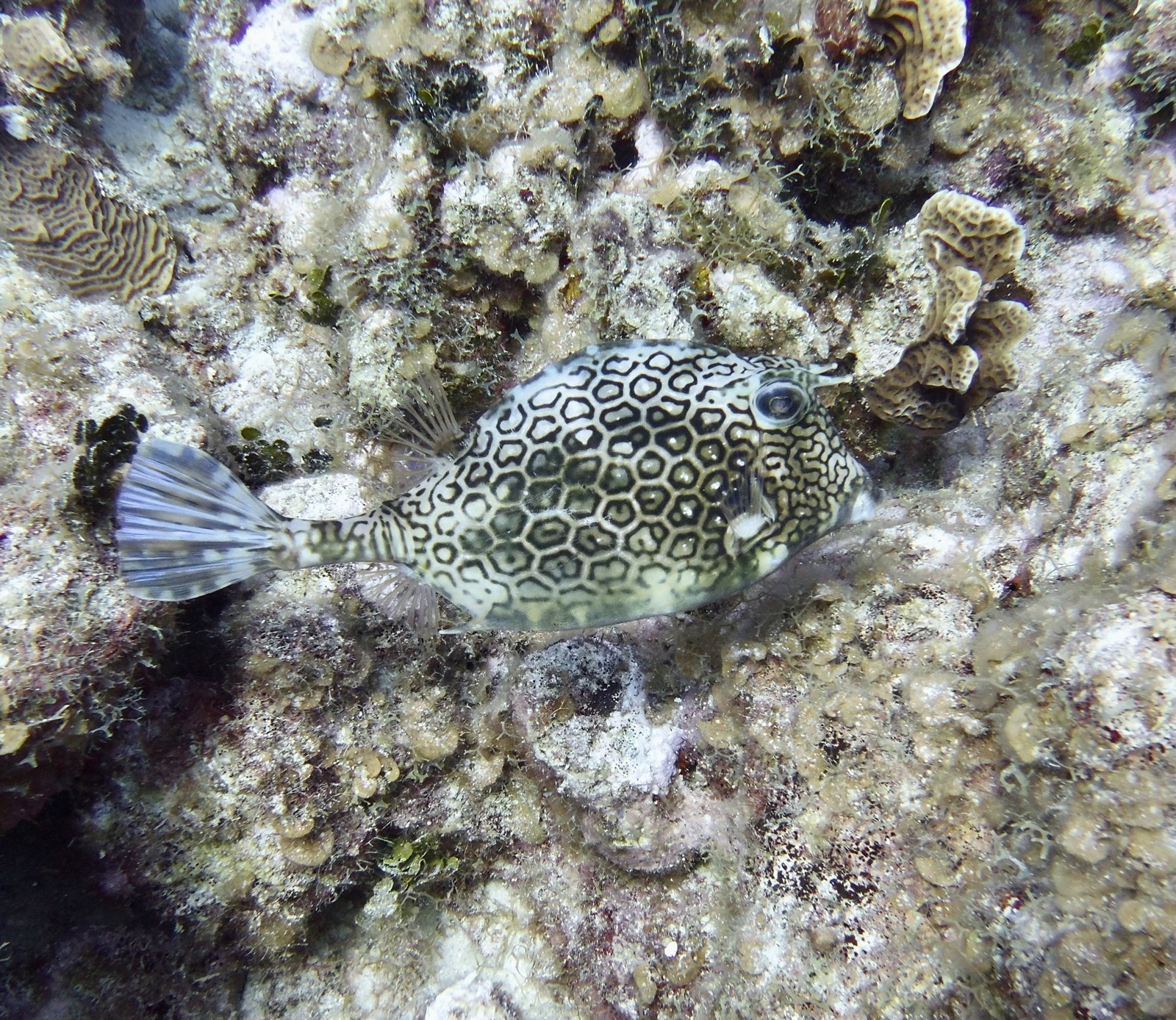 A honeycomb cowfish with hexagonal markings hovering over a coral reef.