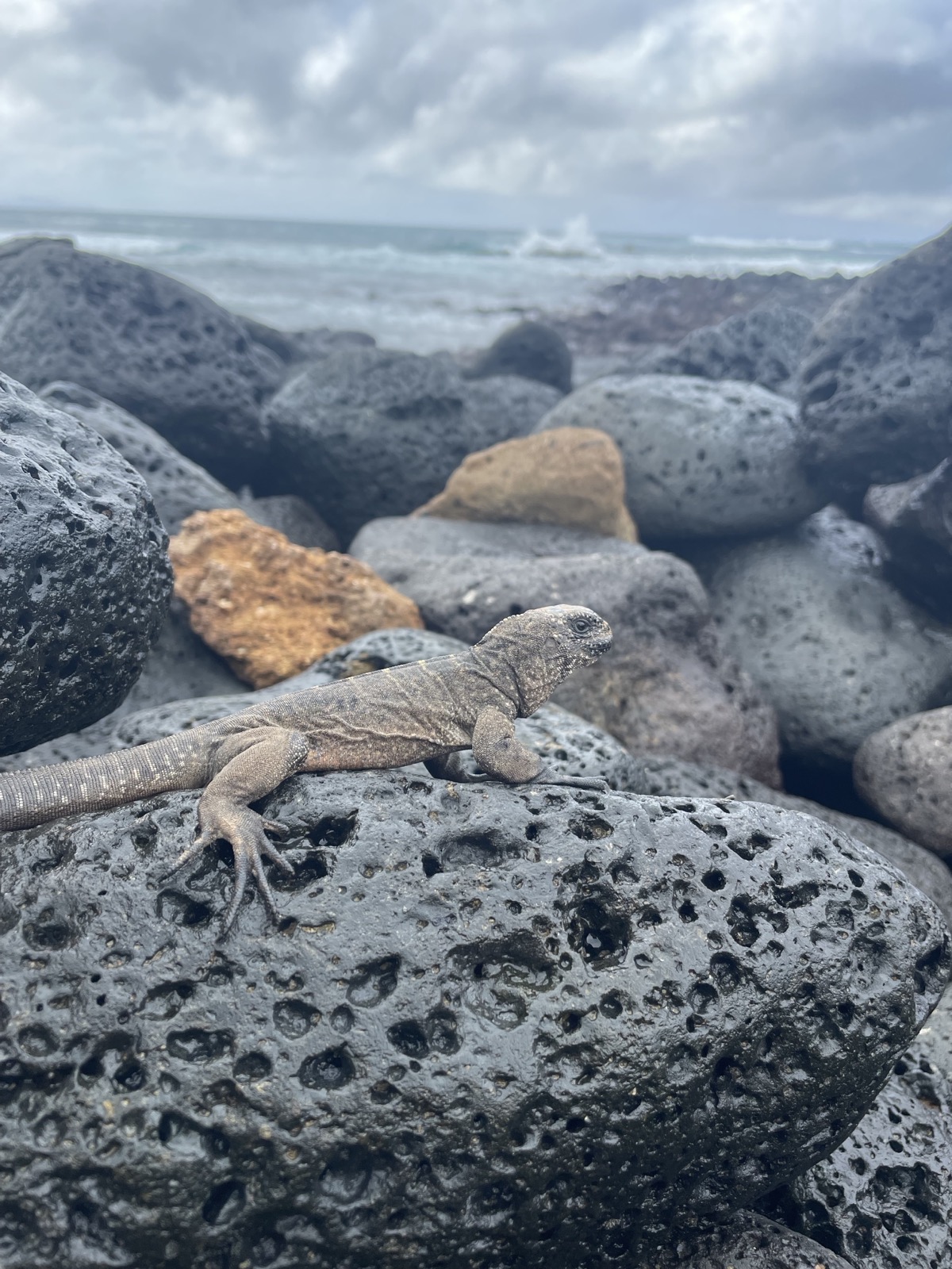 Juvenile marine iguana basking on porous black lava rock with ocean waves crashing behind it