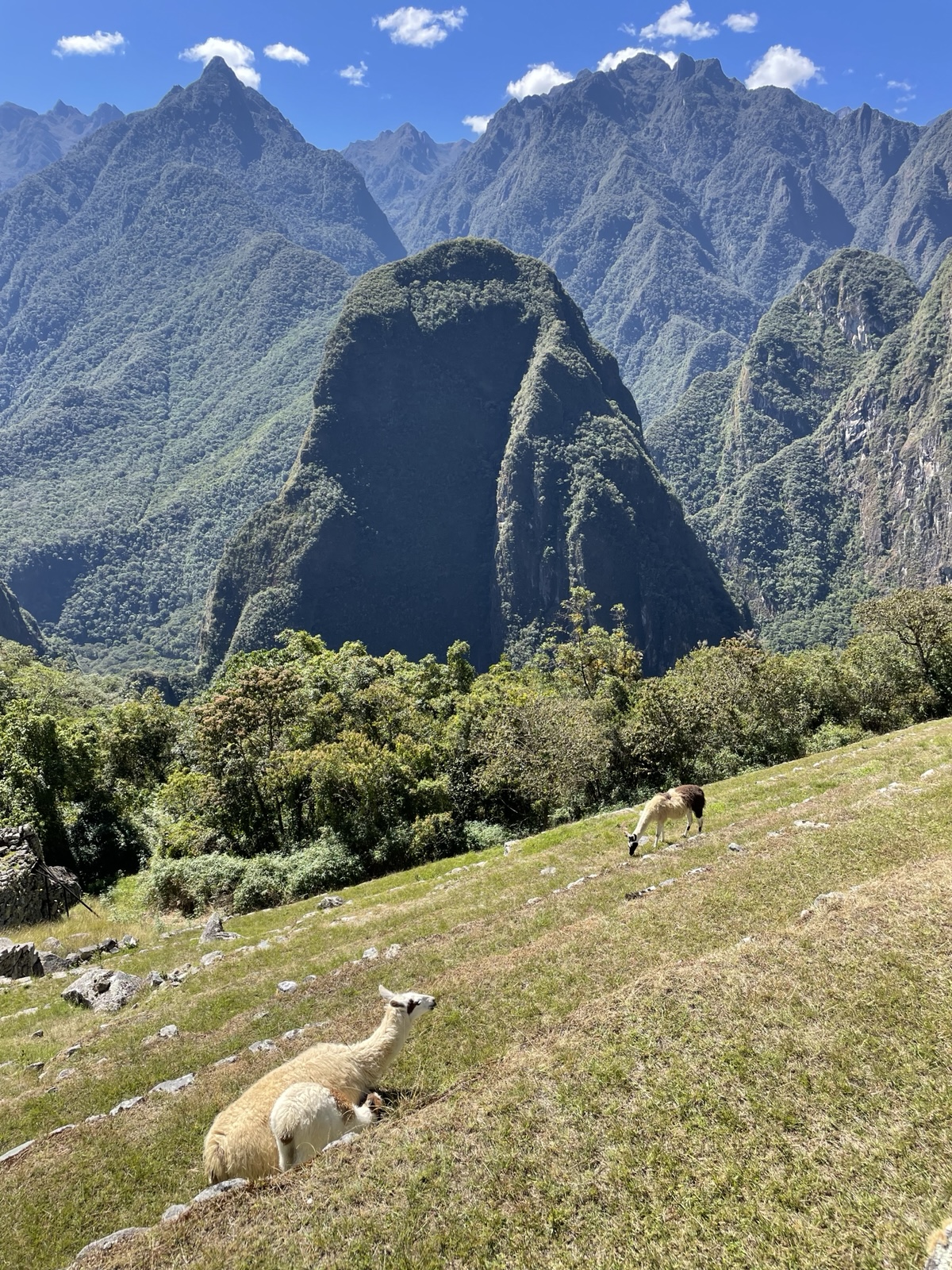 Two llamas graze on a green terrace at Machu Picchu with the jagged peak of Huayna Picchu towering behind them.
