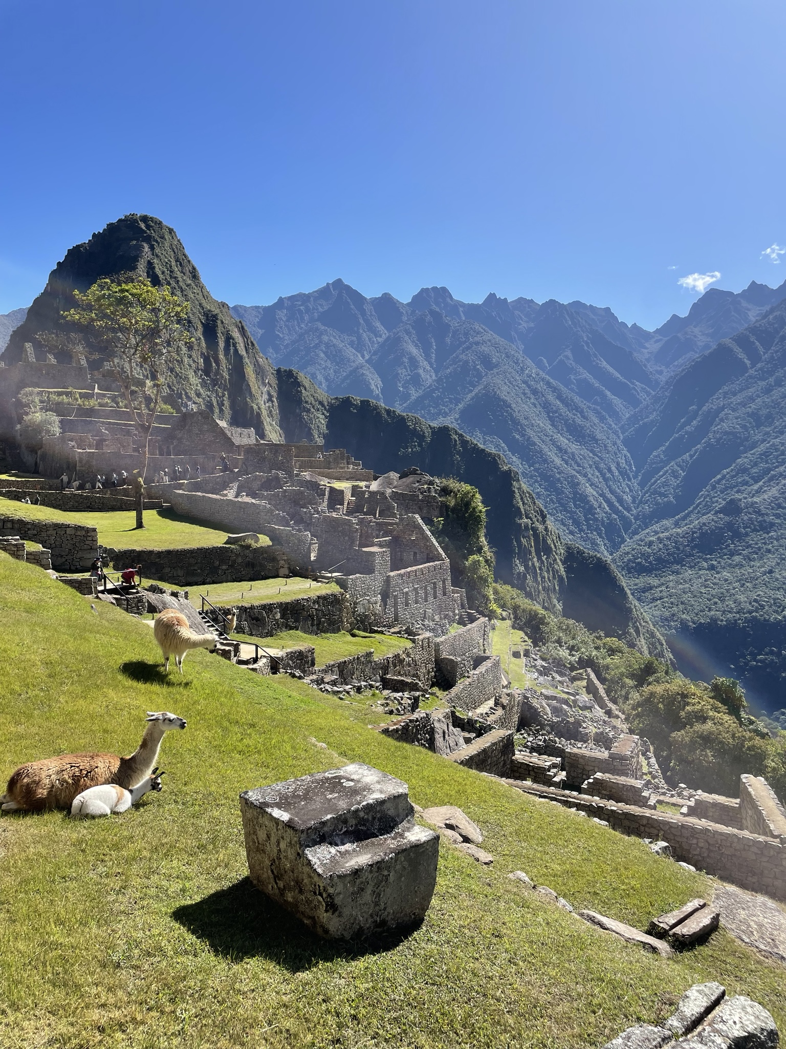 Llamas lounging on the ancient terraces of Machu Picchu with Huayna Picchu towering behind them