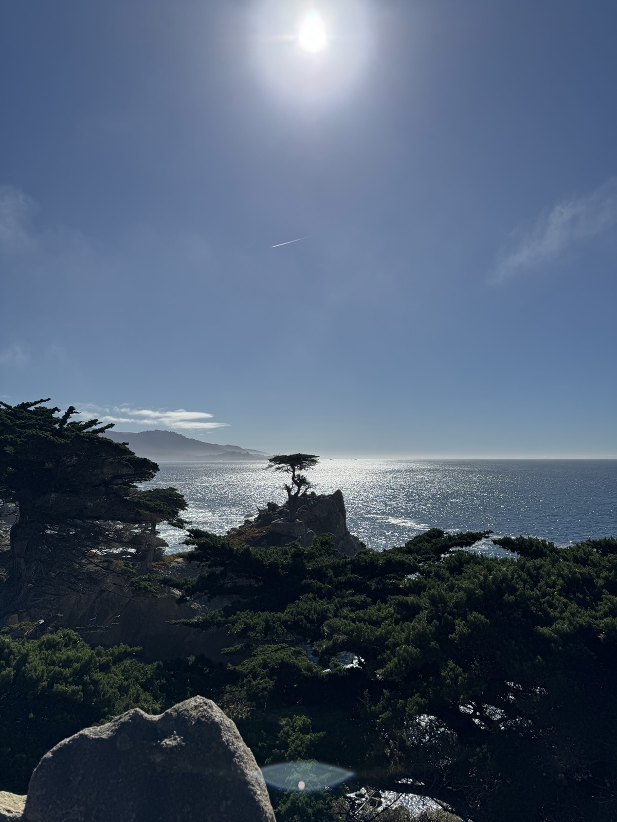 A solitary wind-sculpted cypress clinging to a granite outcrop above a sunlit Pacific.
