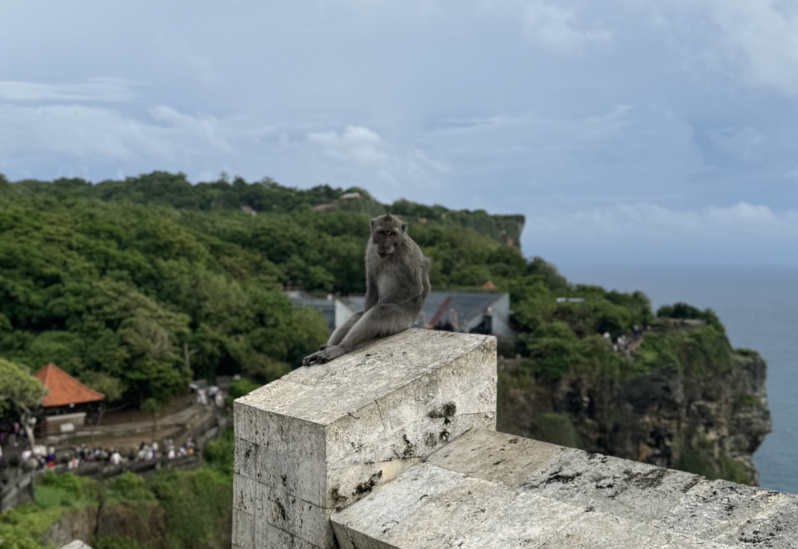 A long-tailed macaque sitting atop a stone wall above a forested clifftop and the sea.