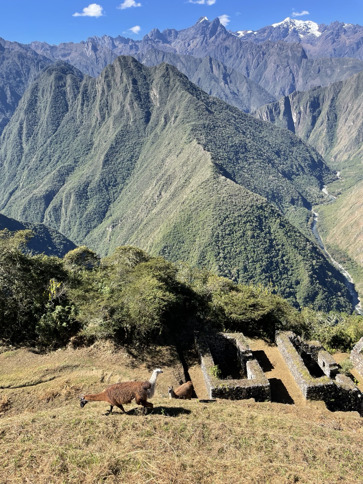 A llama grazes beside Inca stone ruins high above a steep green valley with snow-capped Andean peaks behind