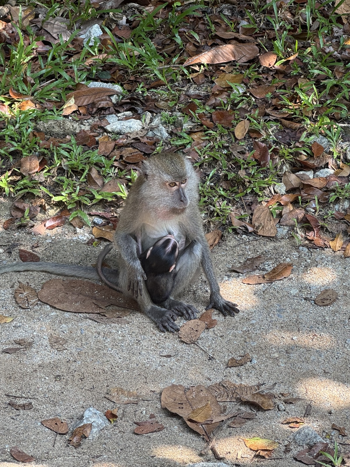 A long-tailed macaque mother sits on a forest path nursing her clinging infant