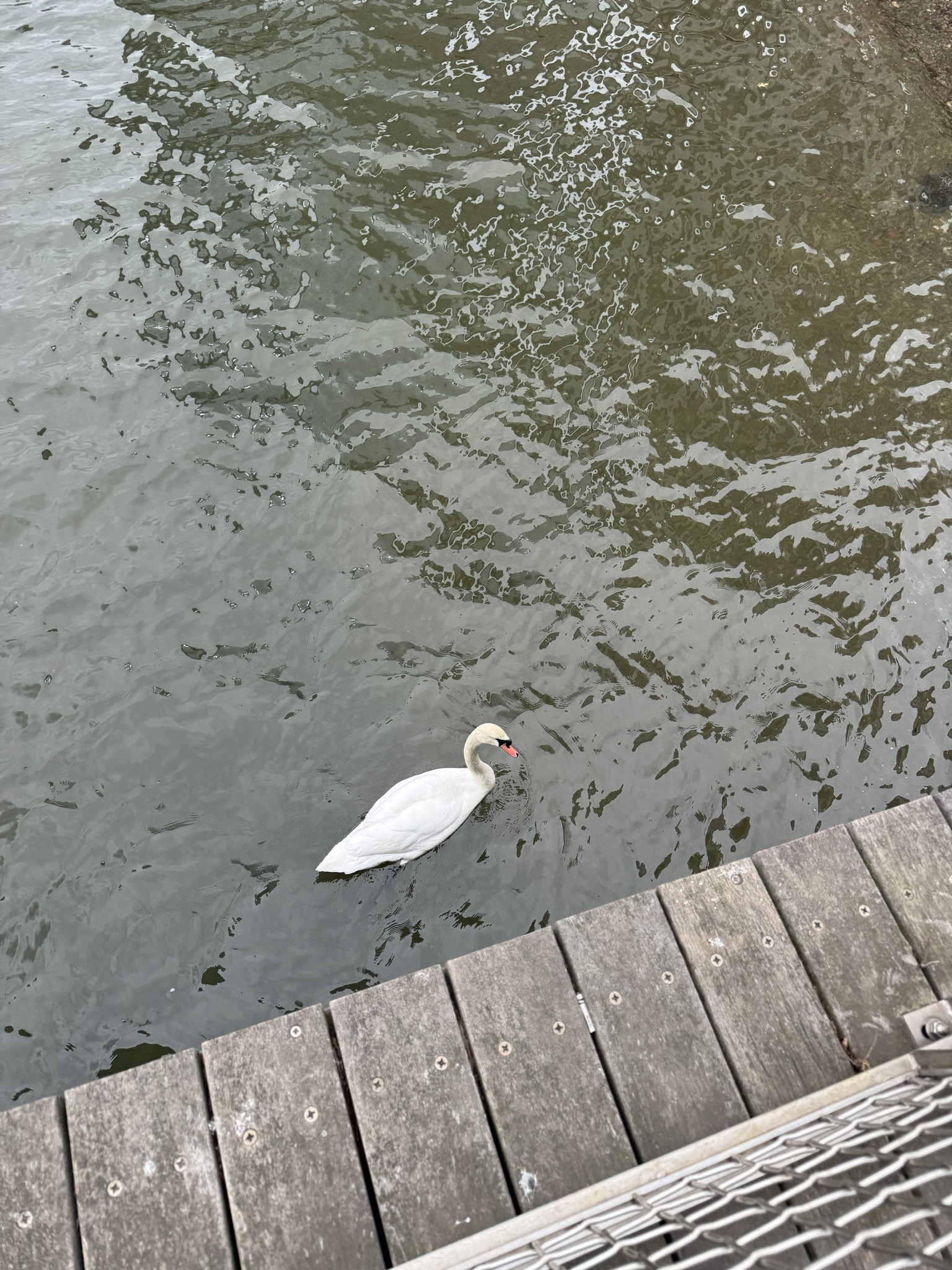 A massive white Mute Swan gliding alongside a wooden dock on the Hudson River