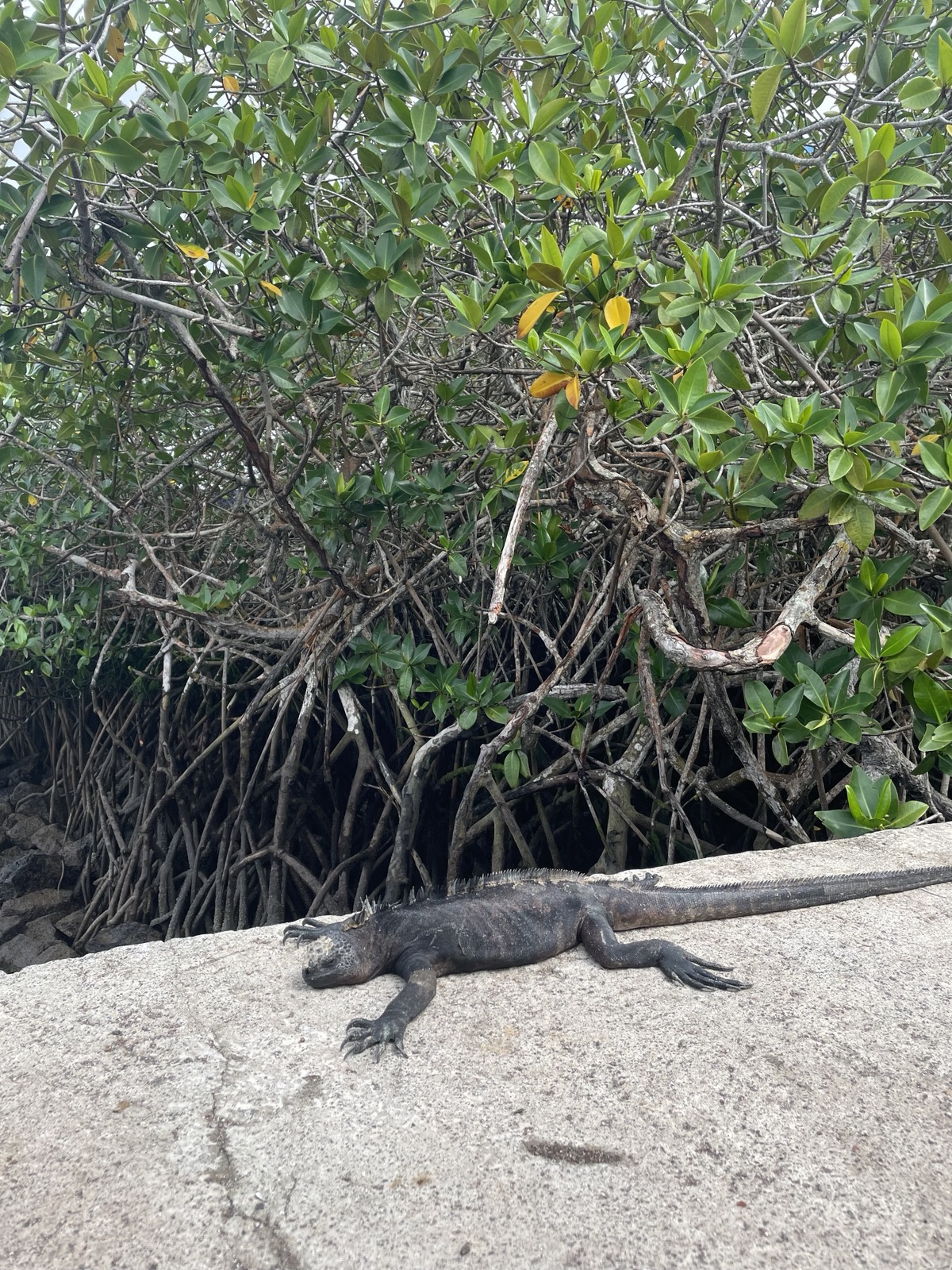 A marine iguana sprawled flat on sun-warmed rock, dead asleep beside a tangle of mangrove roots