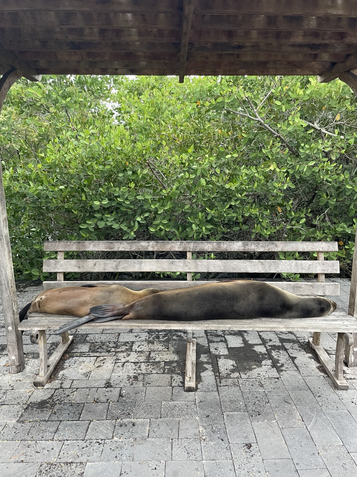 Two Galápagos sea lions sprawled across a park bench under a wooden shelter, backed by mangroves.