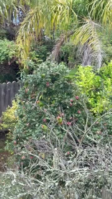 A bright green parrot with a red mask and crown clinging to a branch in a San Francisco tree.