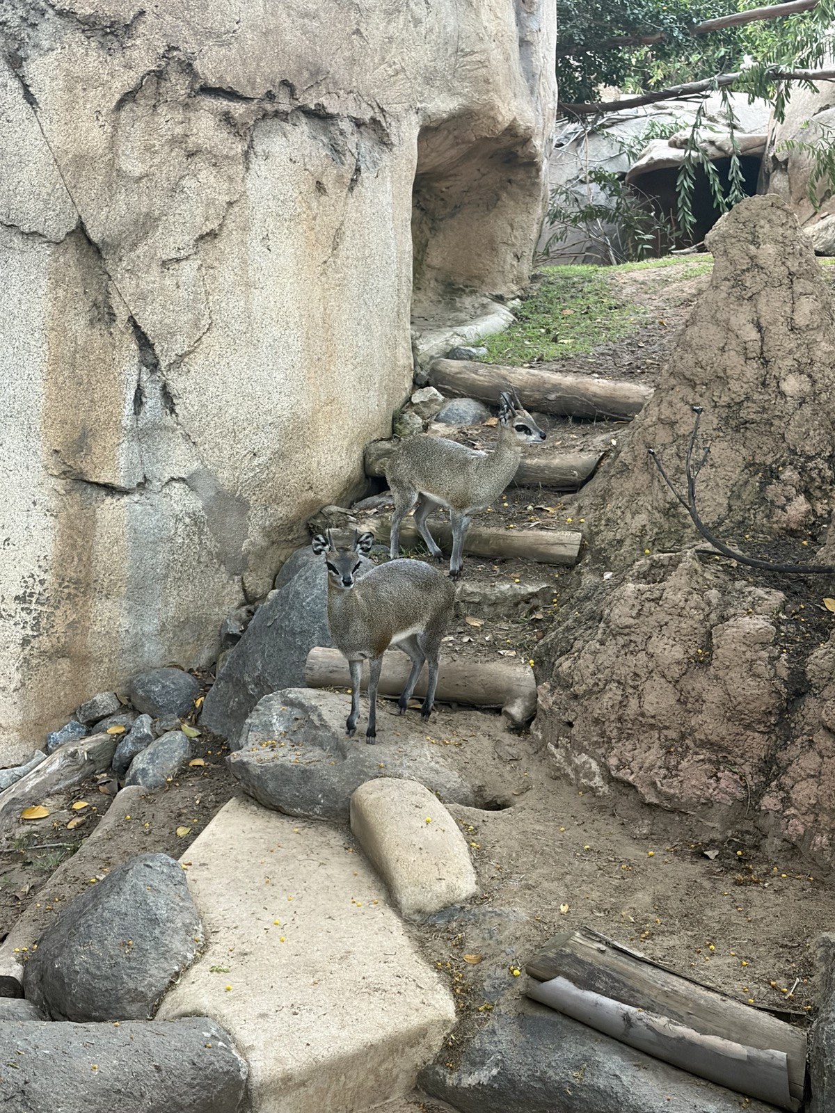Two klipspringers standing on tiptoe atop the rocks in their zoo enclosure.