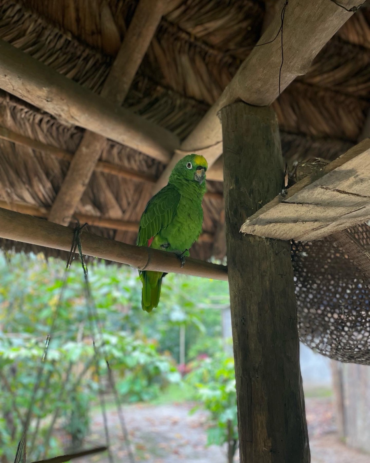 Yellow-crowned Amazon parrot perched on a wooden beam under a thatched roof with lush rainforest greenery behind it