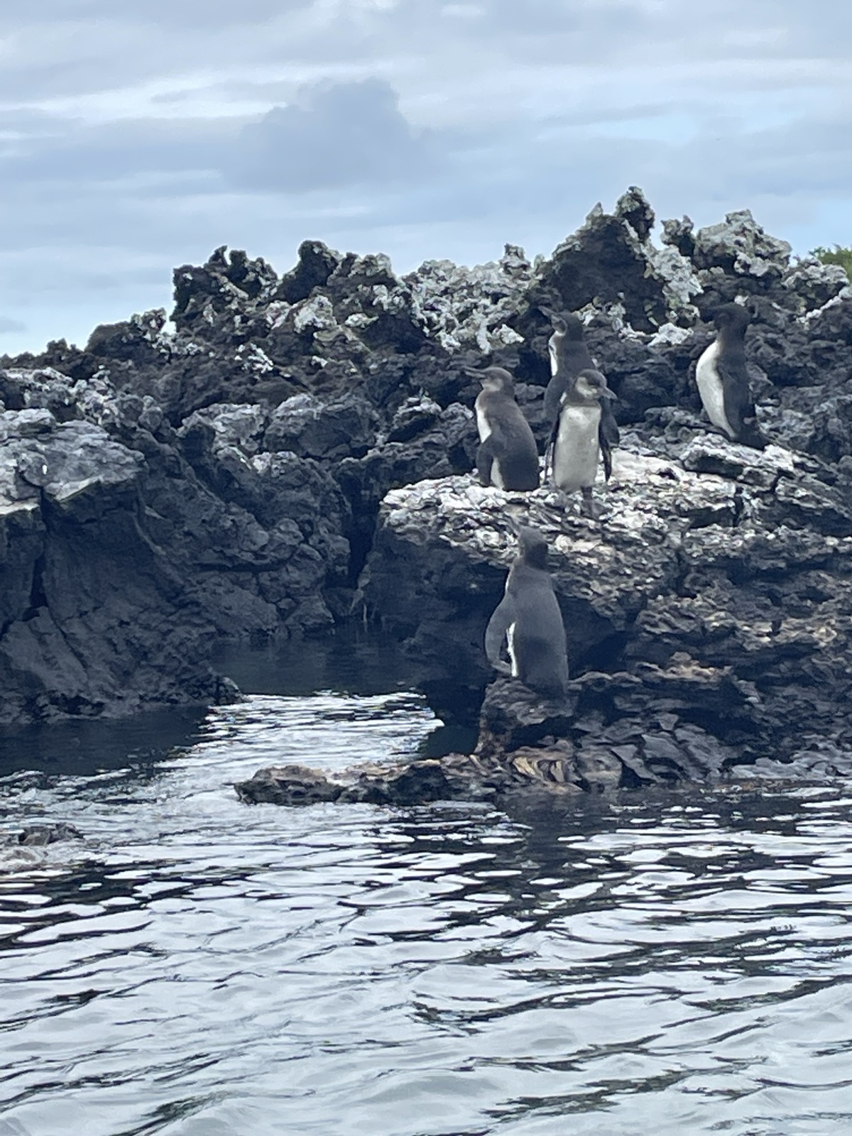 A small group of Galápagos penguins perched on jagged volcanic rock at the water's edge