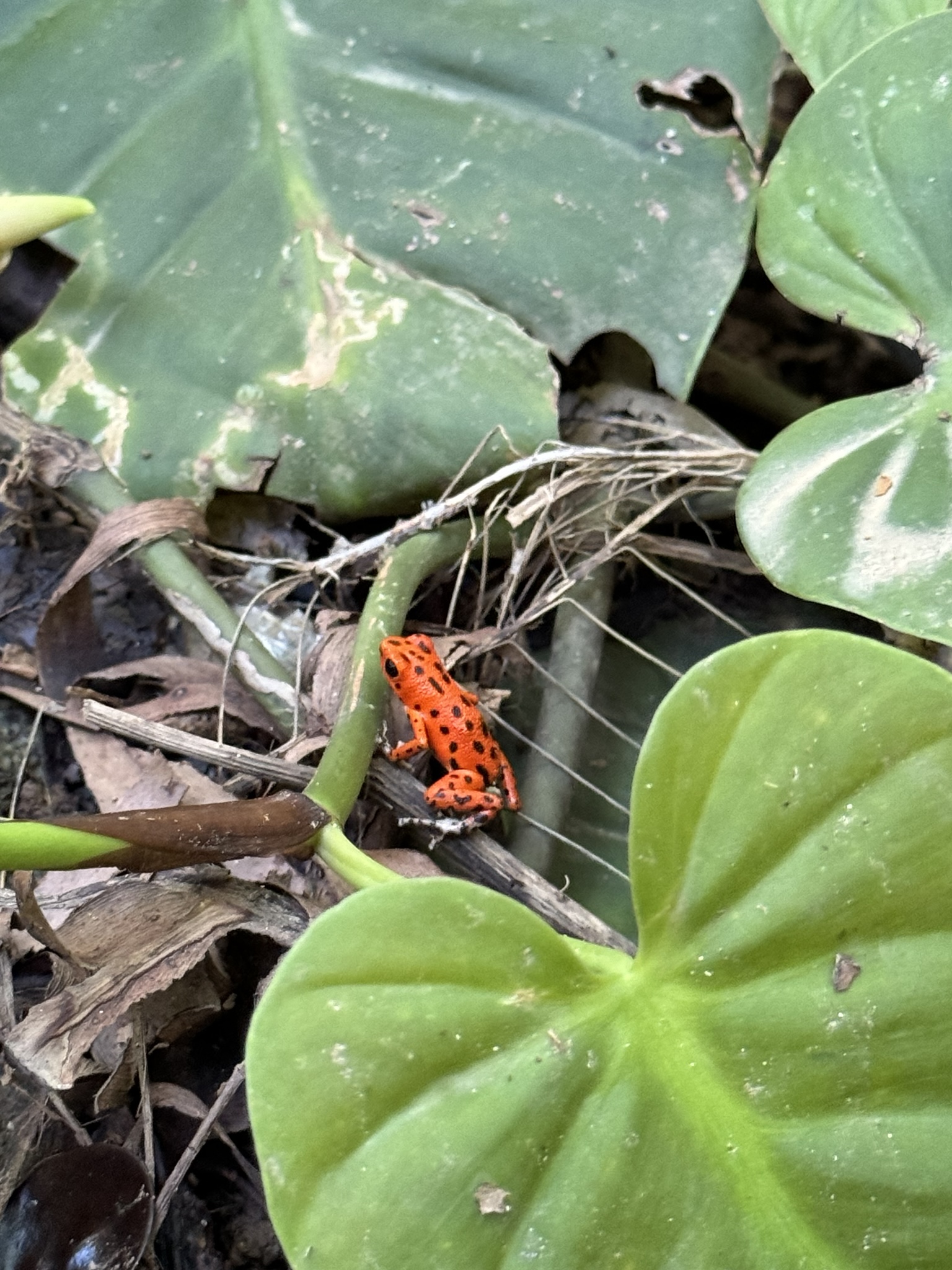 Tiny bright-red frog with black spots perched on a stem among heart-shaped leaves on the forest floor of Isla Bastimentos