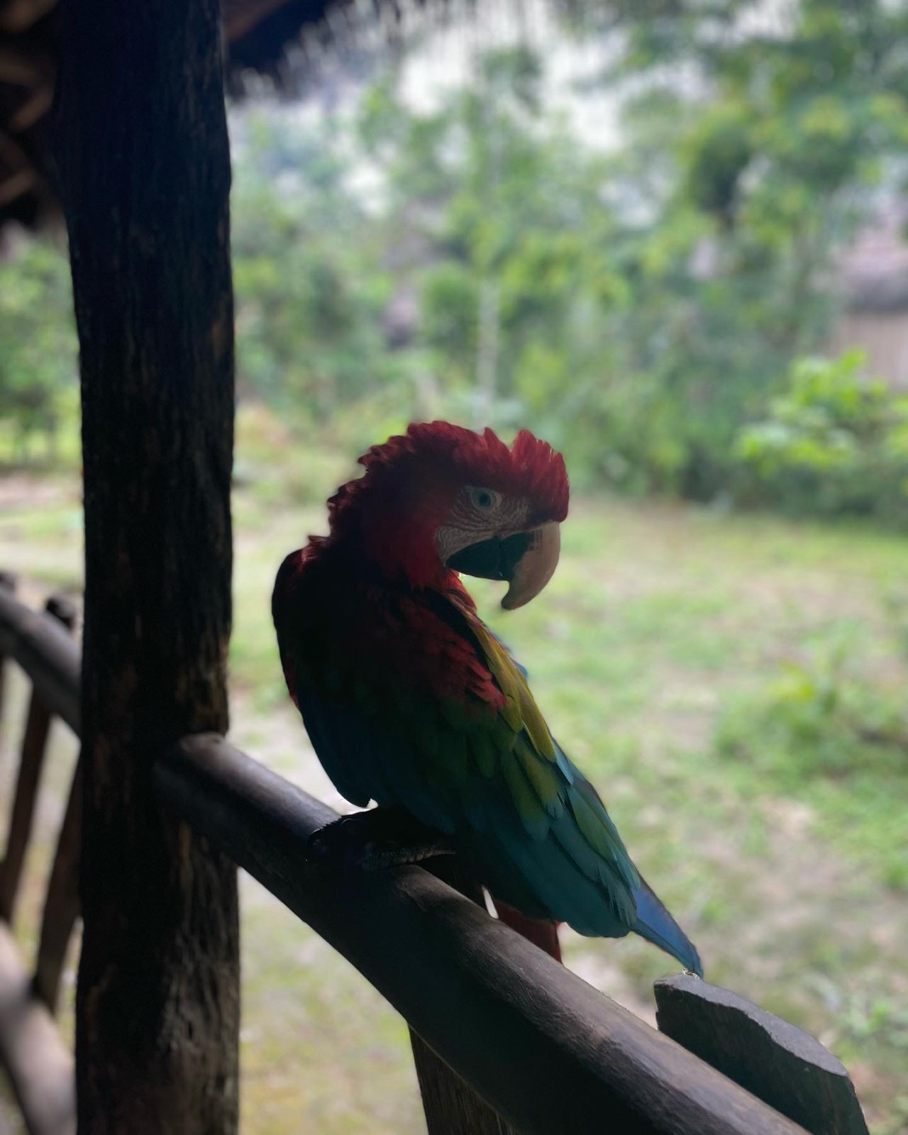 Adult scarlet macaw perched on a wooden railing at a jungle lodge, vivid red plumage catching the overcast light