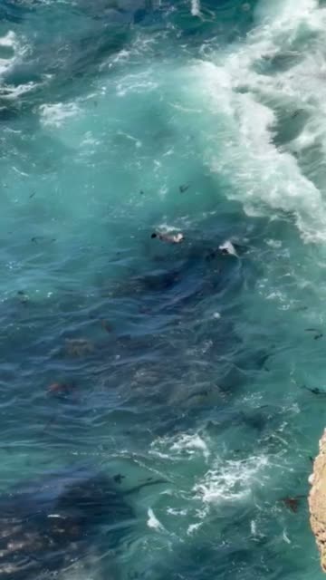A sea otter floats in the kelp off the Big Sur coast, California.