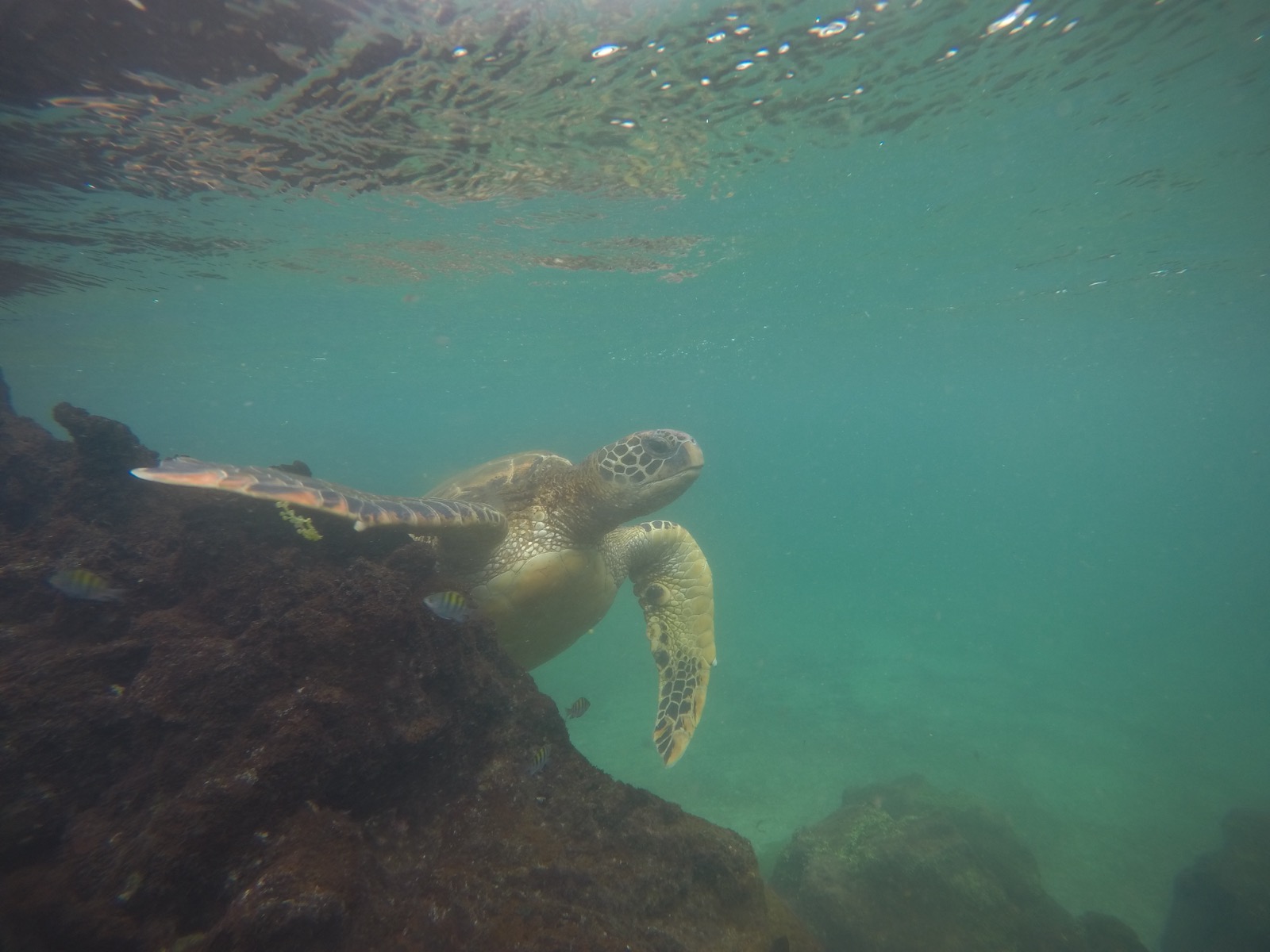 A green sea turtle glides over algae-covered rocks in the shallow turquoise waters of the Galápagos