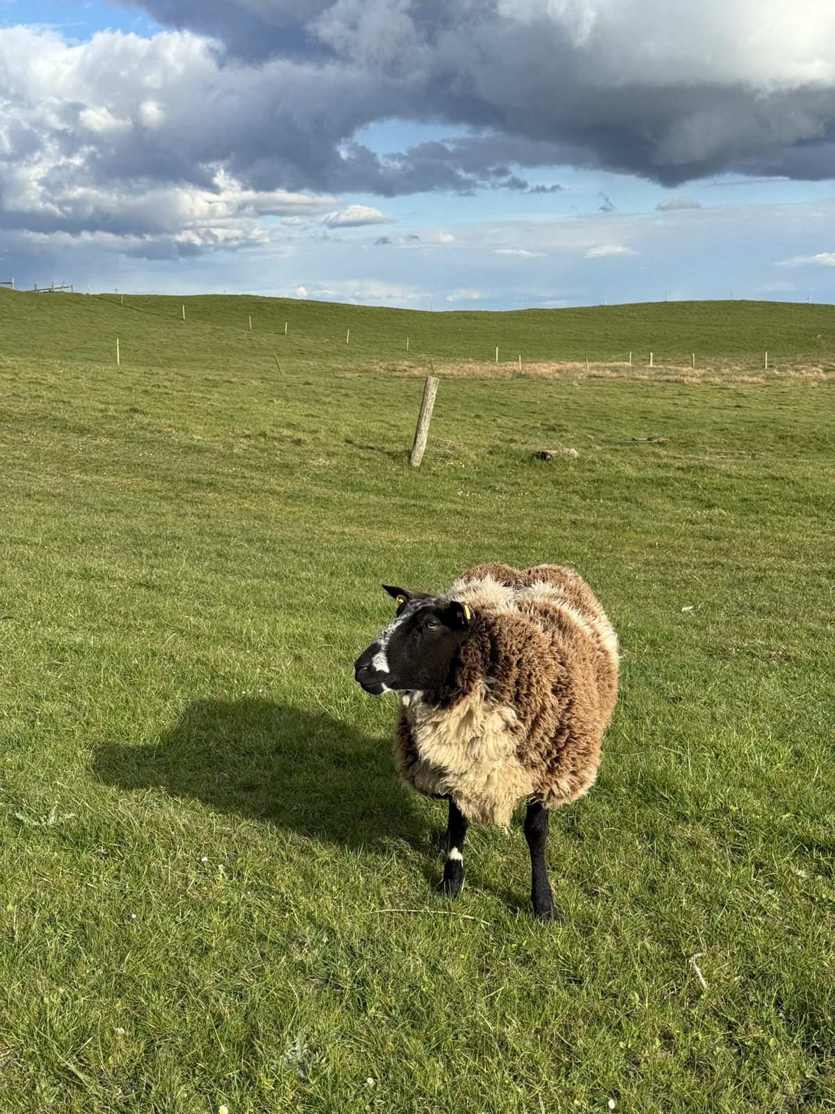 Stocky brown-and-white sheep with a black face standing alone on bright green pasture above the Cliffs of Moher