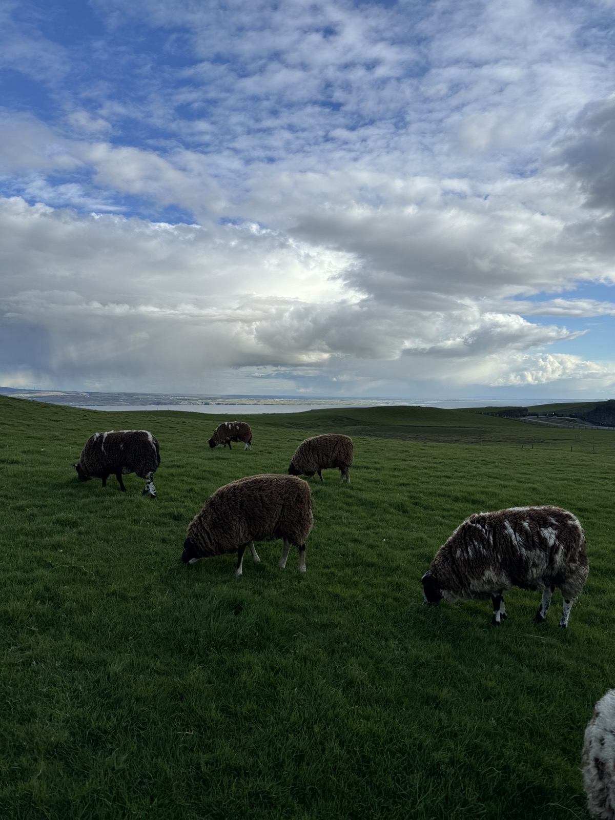 Dark brown and piebald sheep grazing on a coastal hillside with the sea and cloudy sky behind.