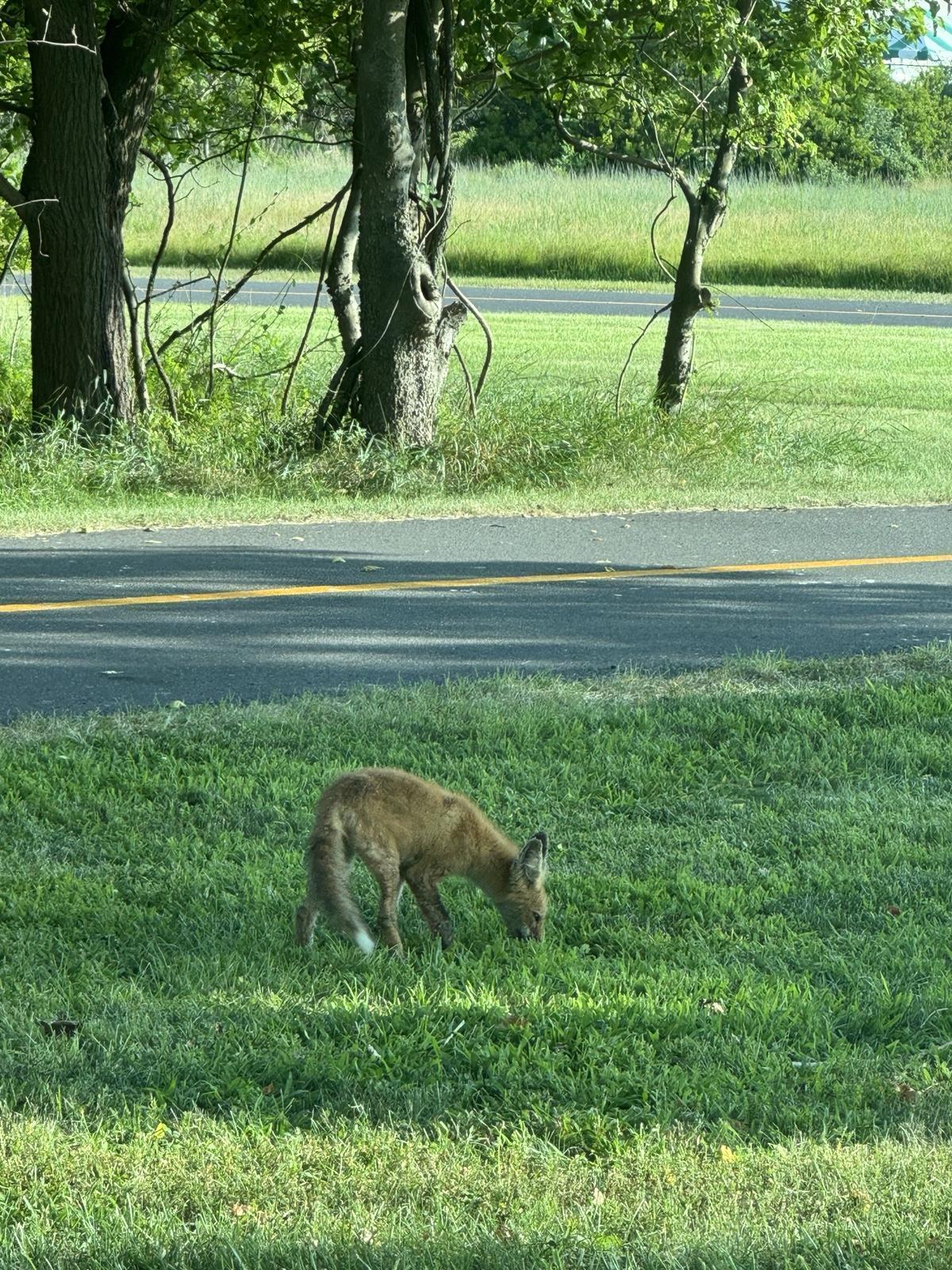 Juvenile red fox nosing through roadside grass on Sandy Hook