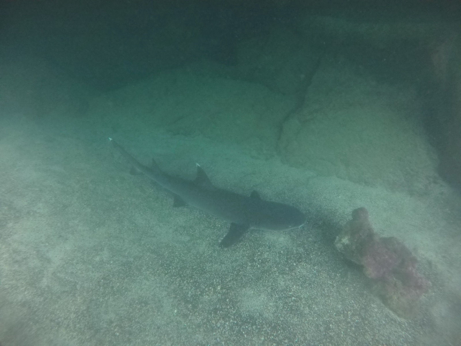Whitetip reef shark resting on the sandy seabed beside a rocky outcrop