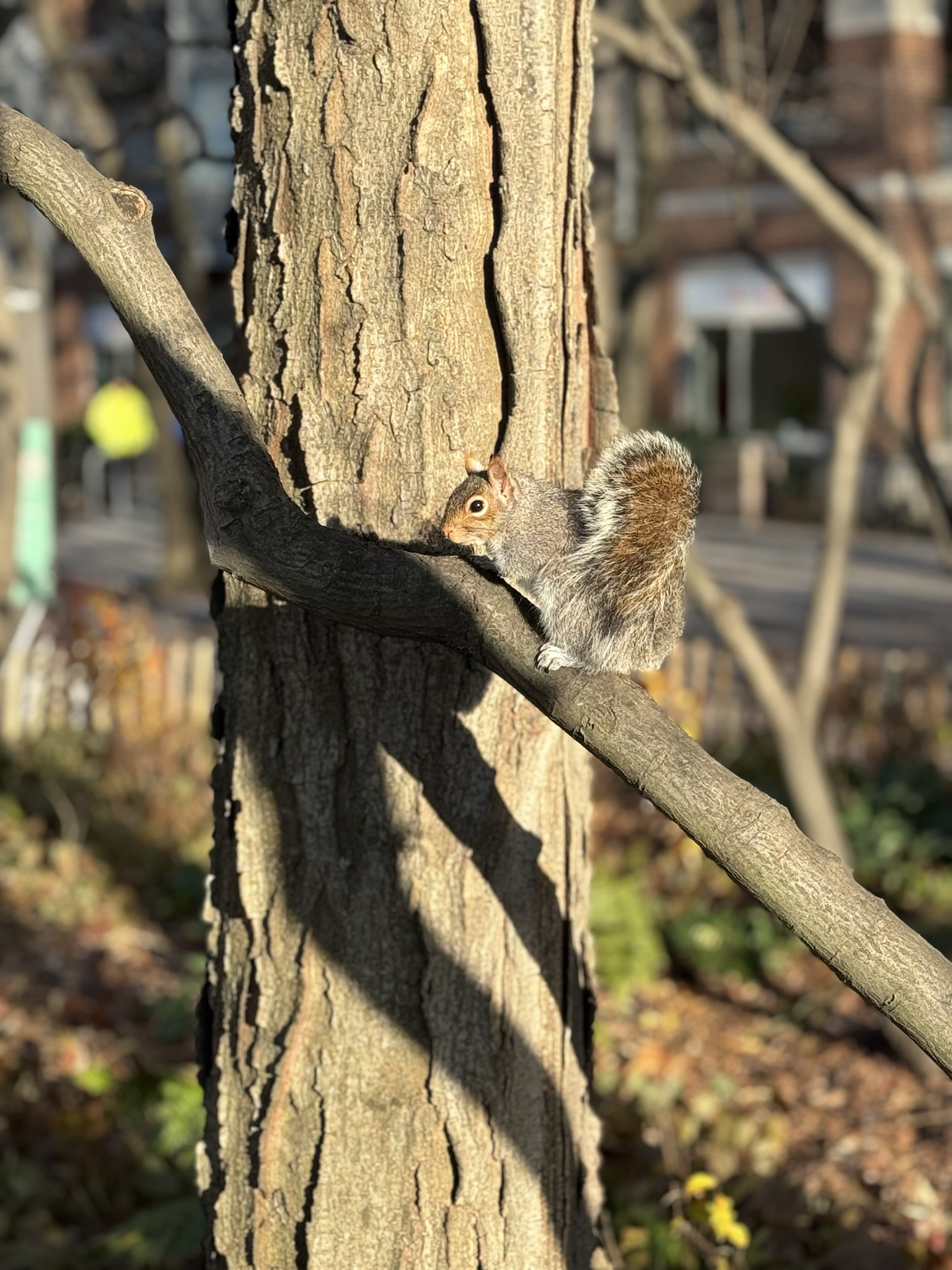 An eastern gray squirrel perches on a bare branch against a thick tree trunk in a New York City park.