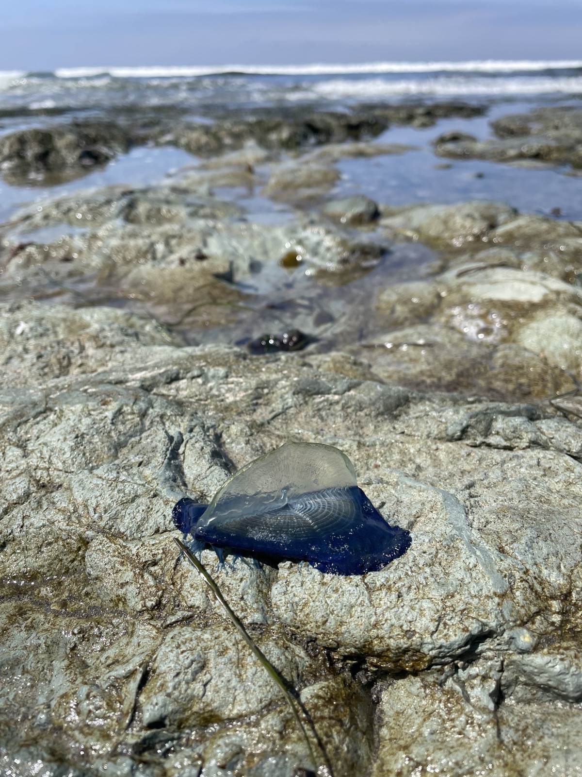 A blue by-the-wind sailor stranded on tide pool rocks at a San Diego beach
