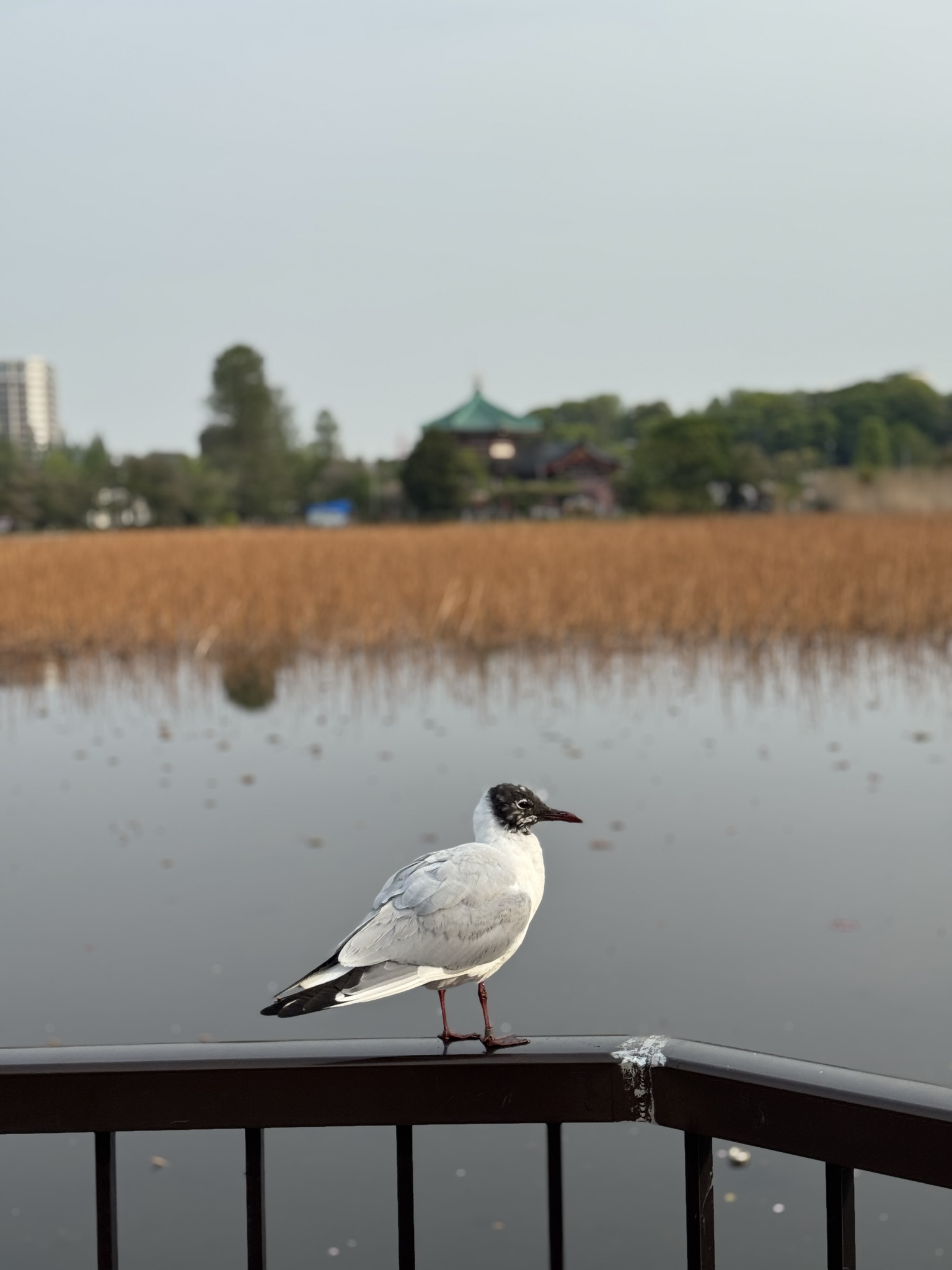 Black-headed gull with mottled dark hood perched on a railing above Shinobazu Pond, Bentendo temple in the background