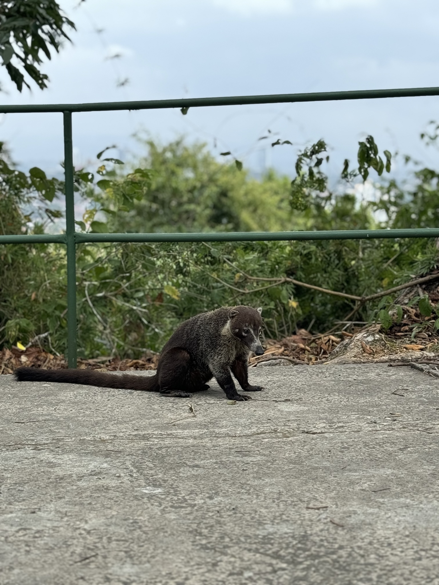 A white-nosed coati lounges on a concrete overlook with its long ringed tail stretched out behind it.